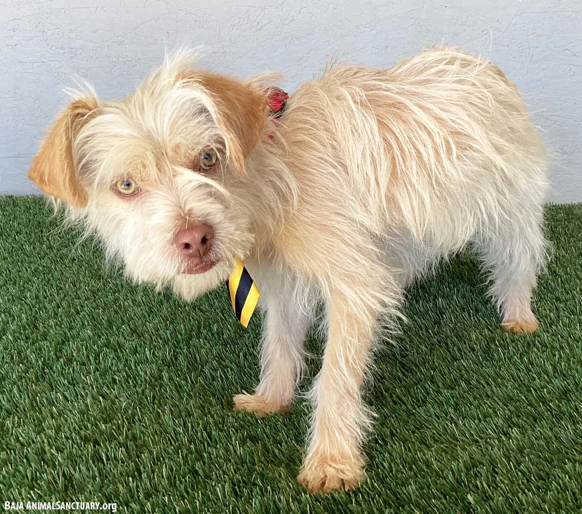 Enlarge Drake, an adopted mixed breed in San Diego, CA image 4/4