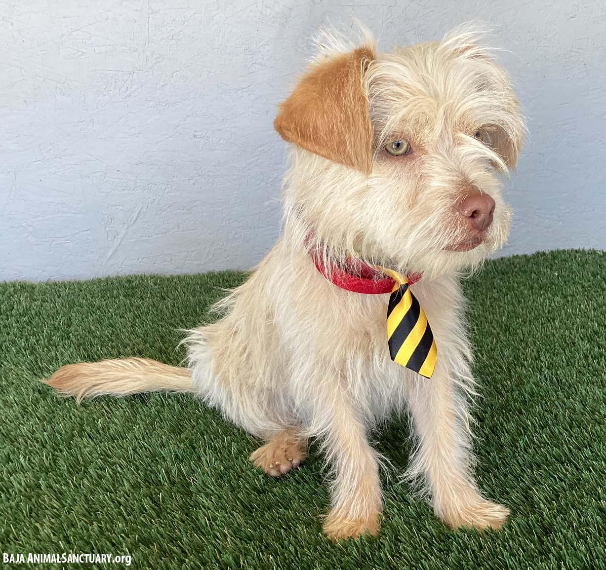 Enlarge Drake, an adopted mixed breed in San Diego, CA image 3/4