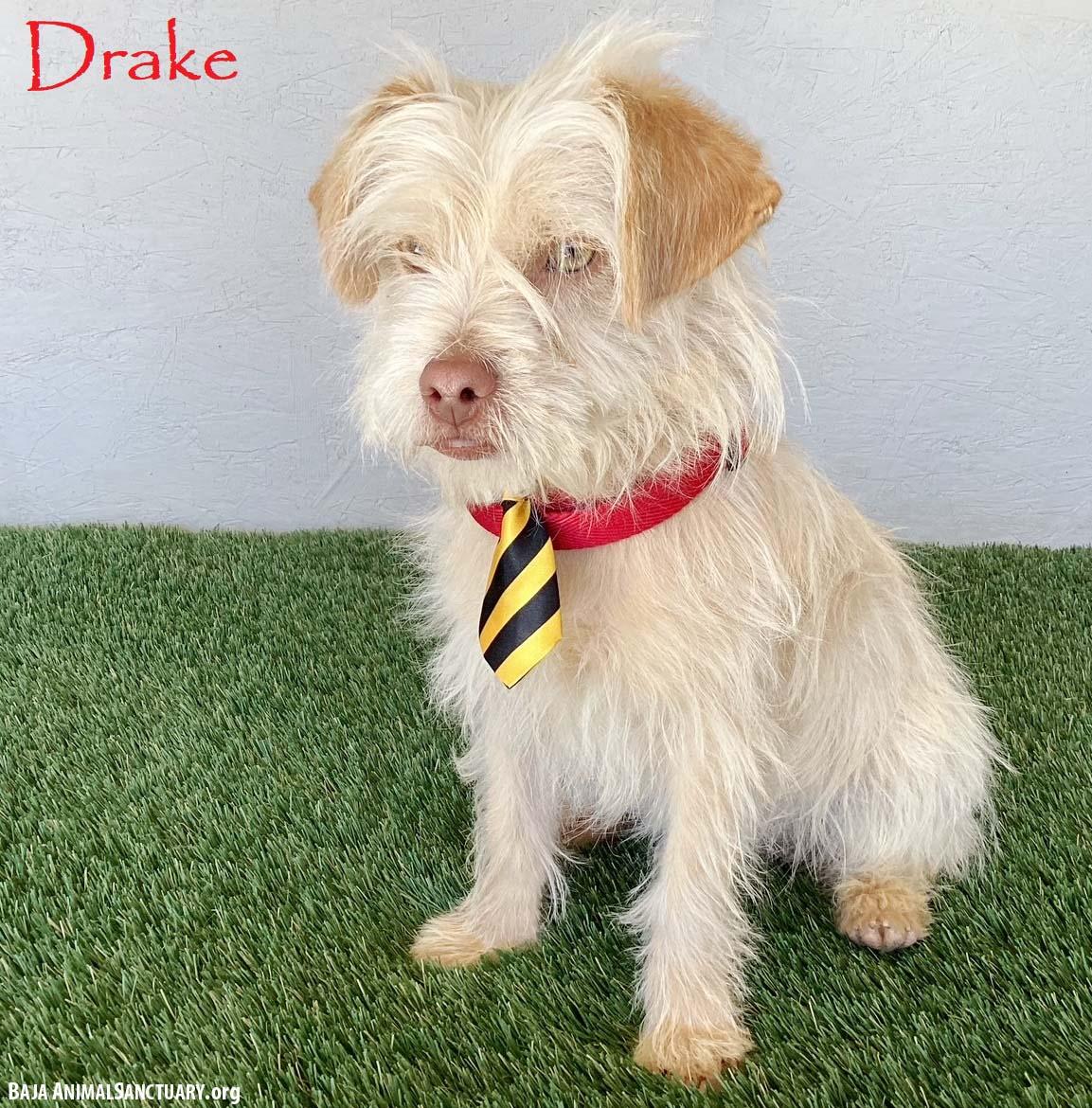 Drake, adopted, Young Male Terrier.