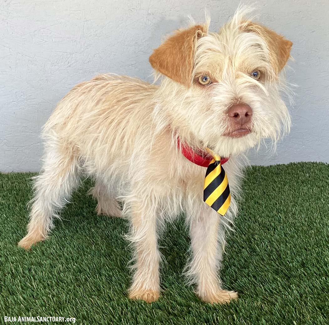 Enlarge Drake, an adopted mixed breed in San Diego, CA image 2/4