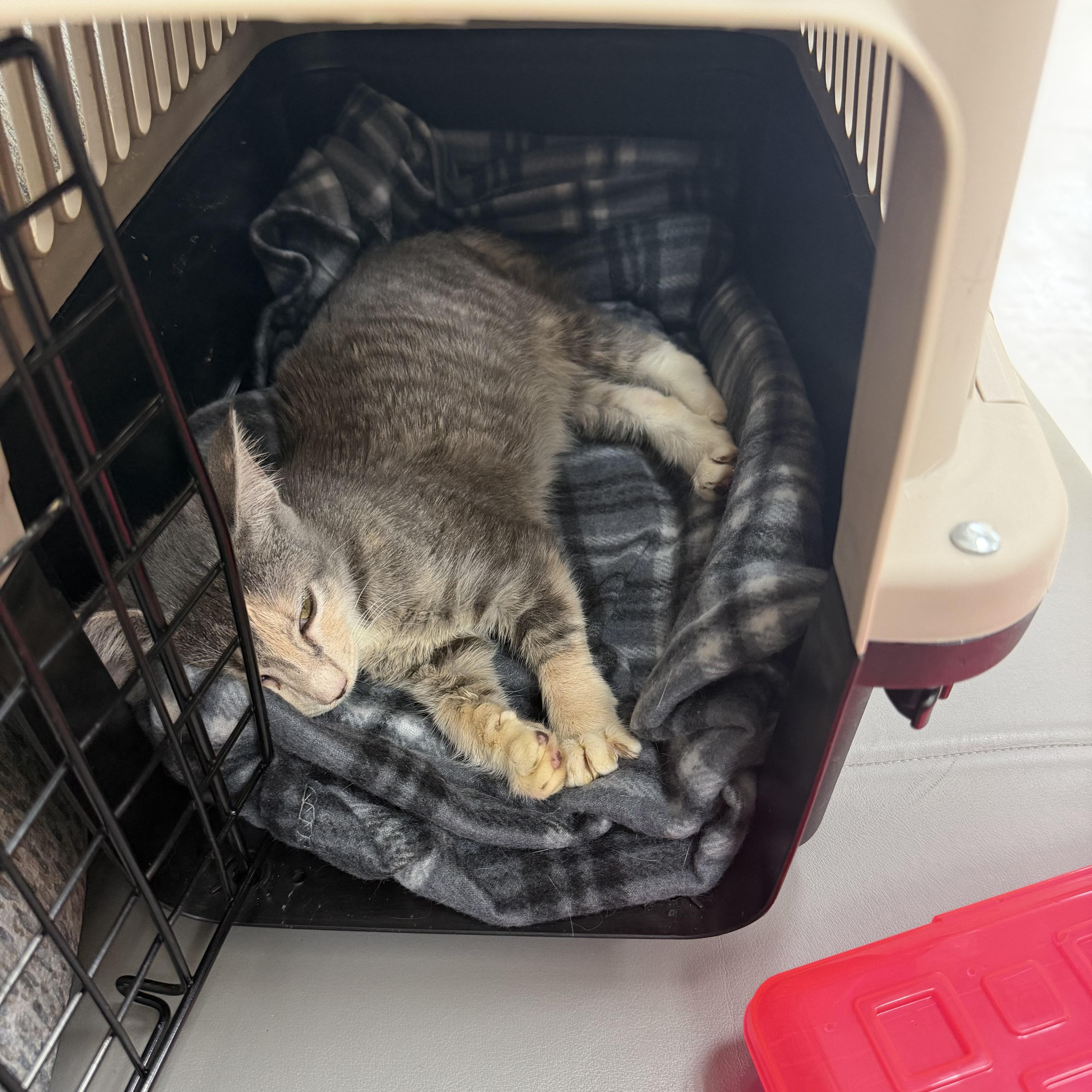 Enlarge Sweet Pea, a Adoptable mixed breed in Washington, DC image 5/6