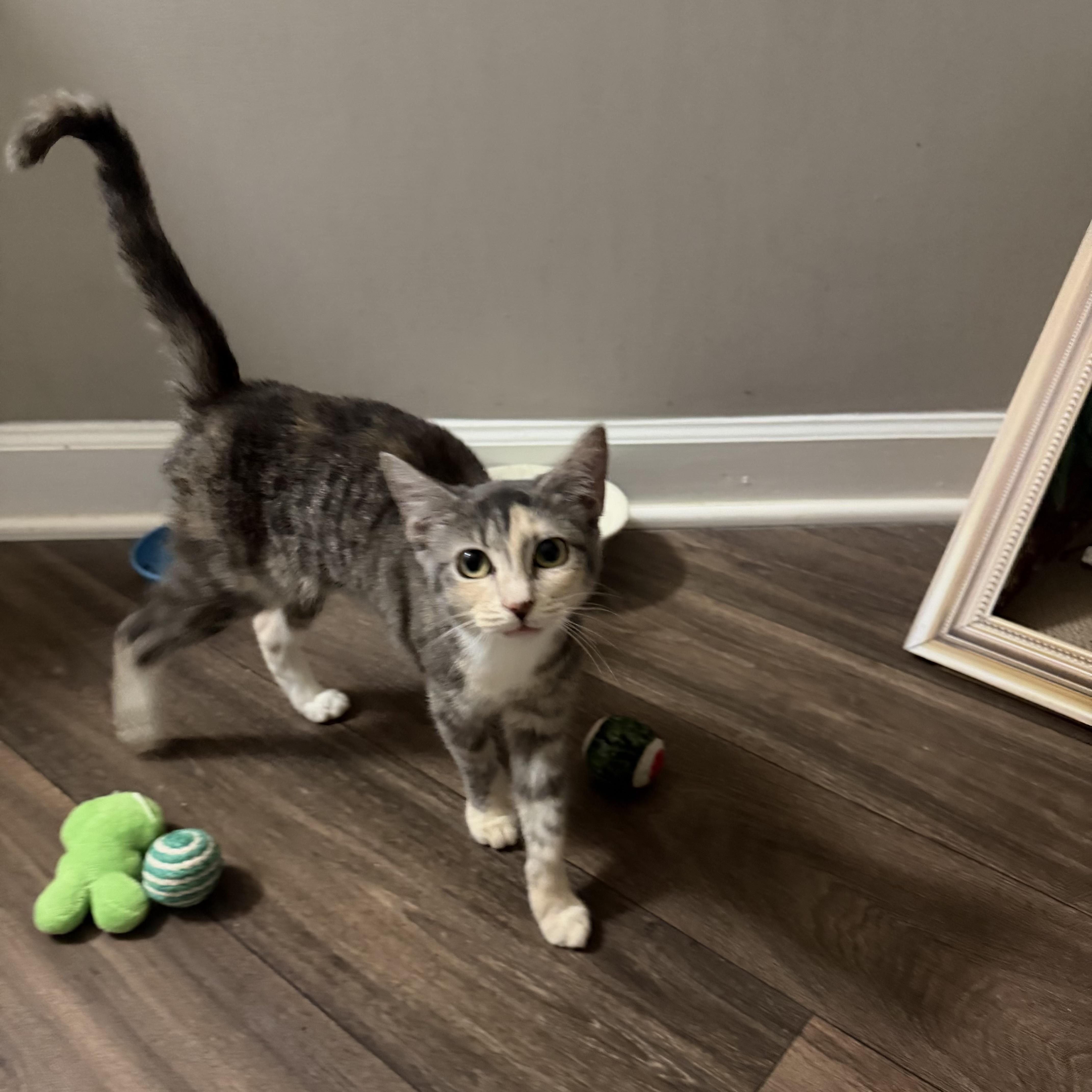 Enlarge Sweet Pea, a Adoptable mixed breed in Washington, DC image 4/6