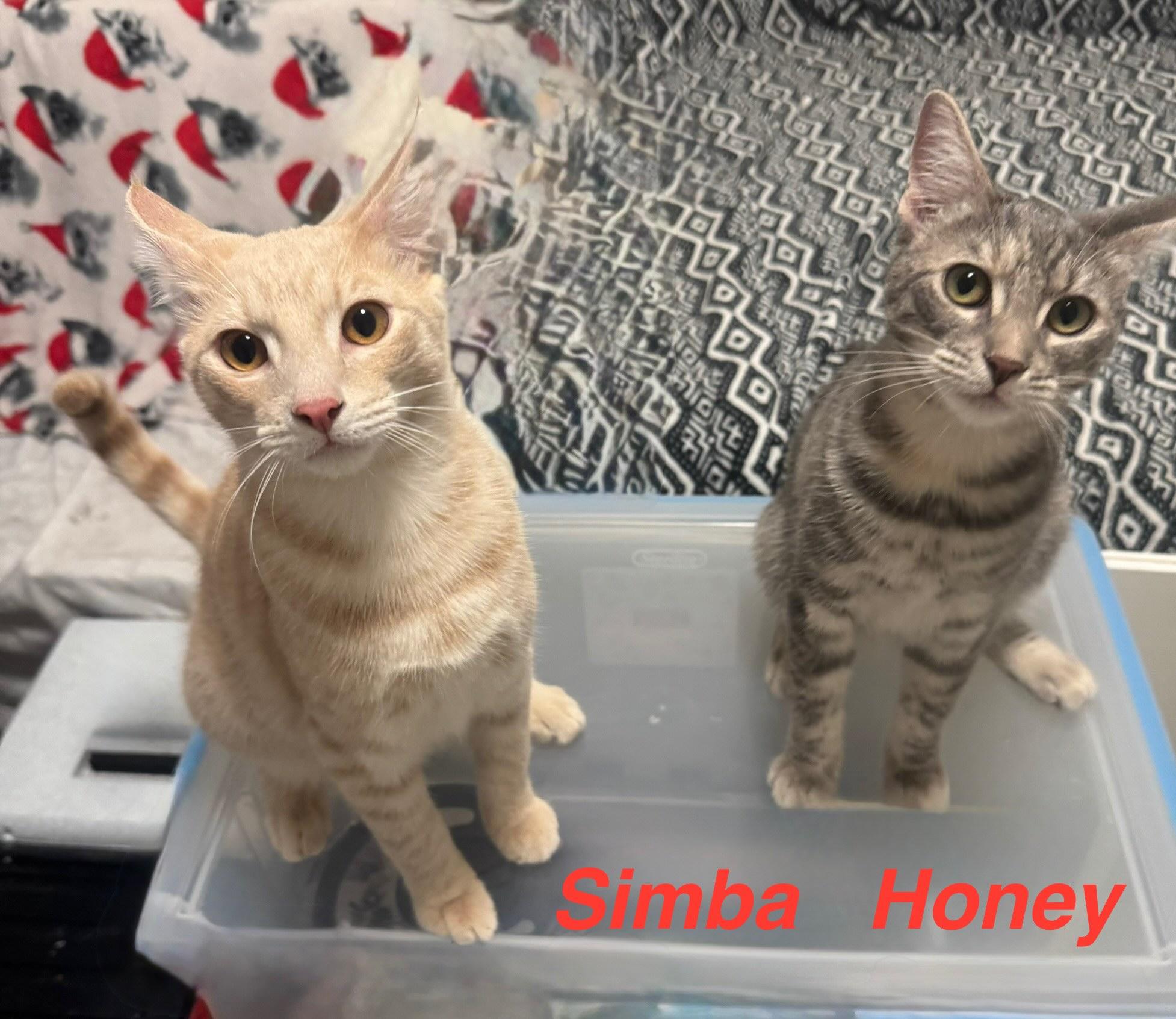 Simba & Honey BONDED, Adoptable, Young Male Domestic Short Hair.