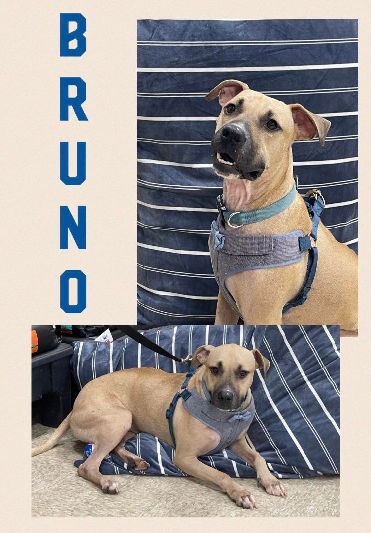 Bruno, a Adoptable Black Mouth Cur in Longview, TX image 1/6