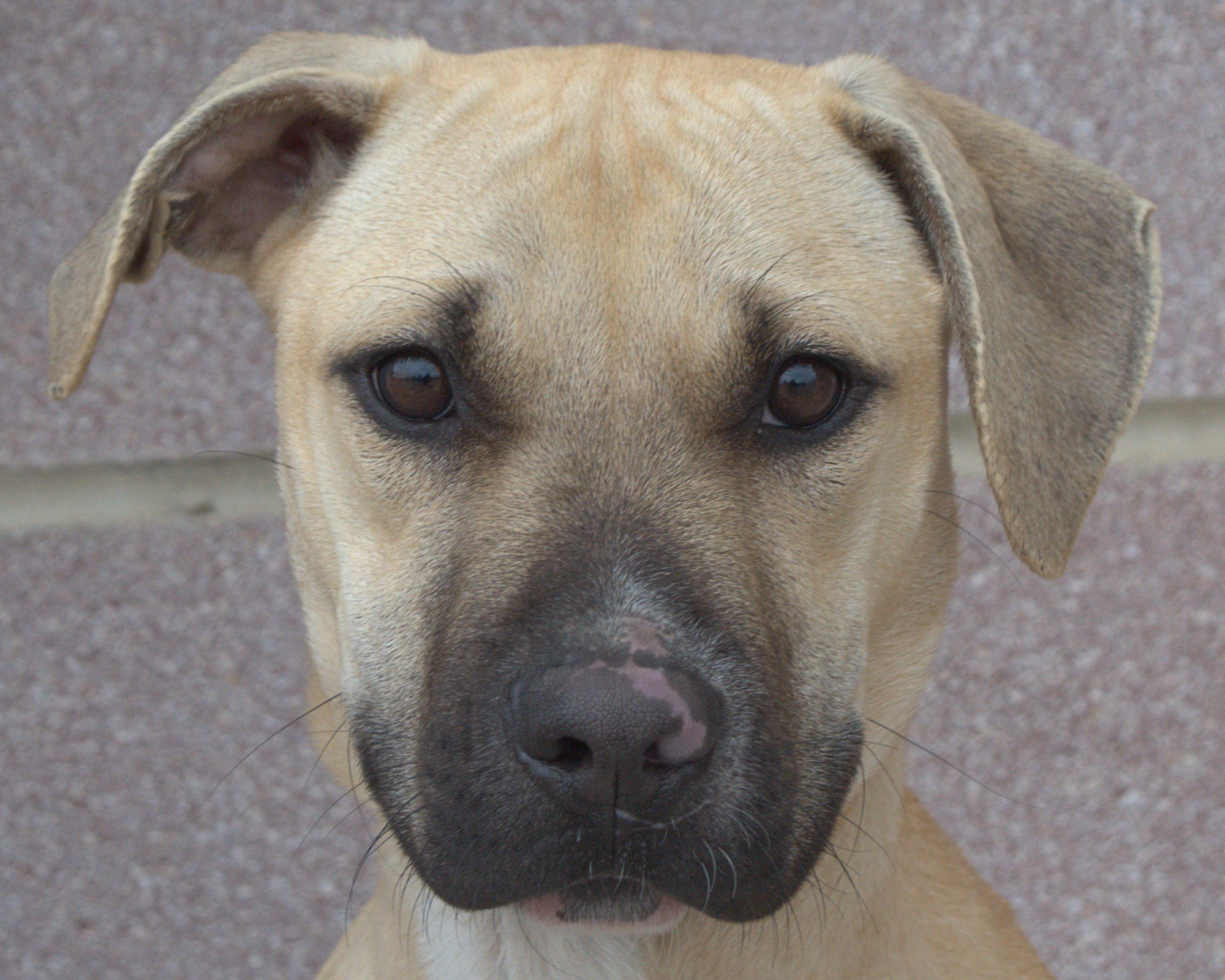 Bruno, a Adoptable Black Mouth Cur in Longview, TX image 2/6