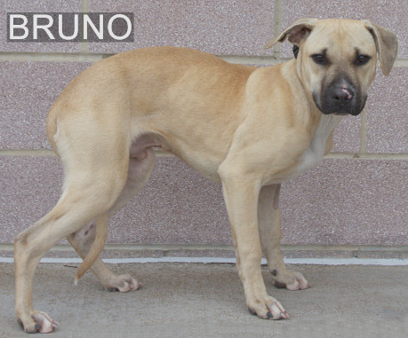 Bruno, a Adoptable Black Mouth Cur in Longview, TX image 3/6