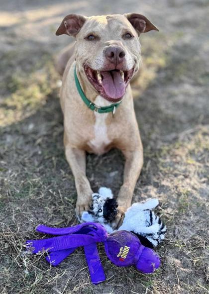 Enlarge Zeus, a Adoptable mixed breed in Inverness, FL image 2/2