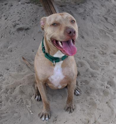 Zeus, Adoptable, Adult Male Pit Bull Terrier & American Staffordshire Terrier.