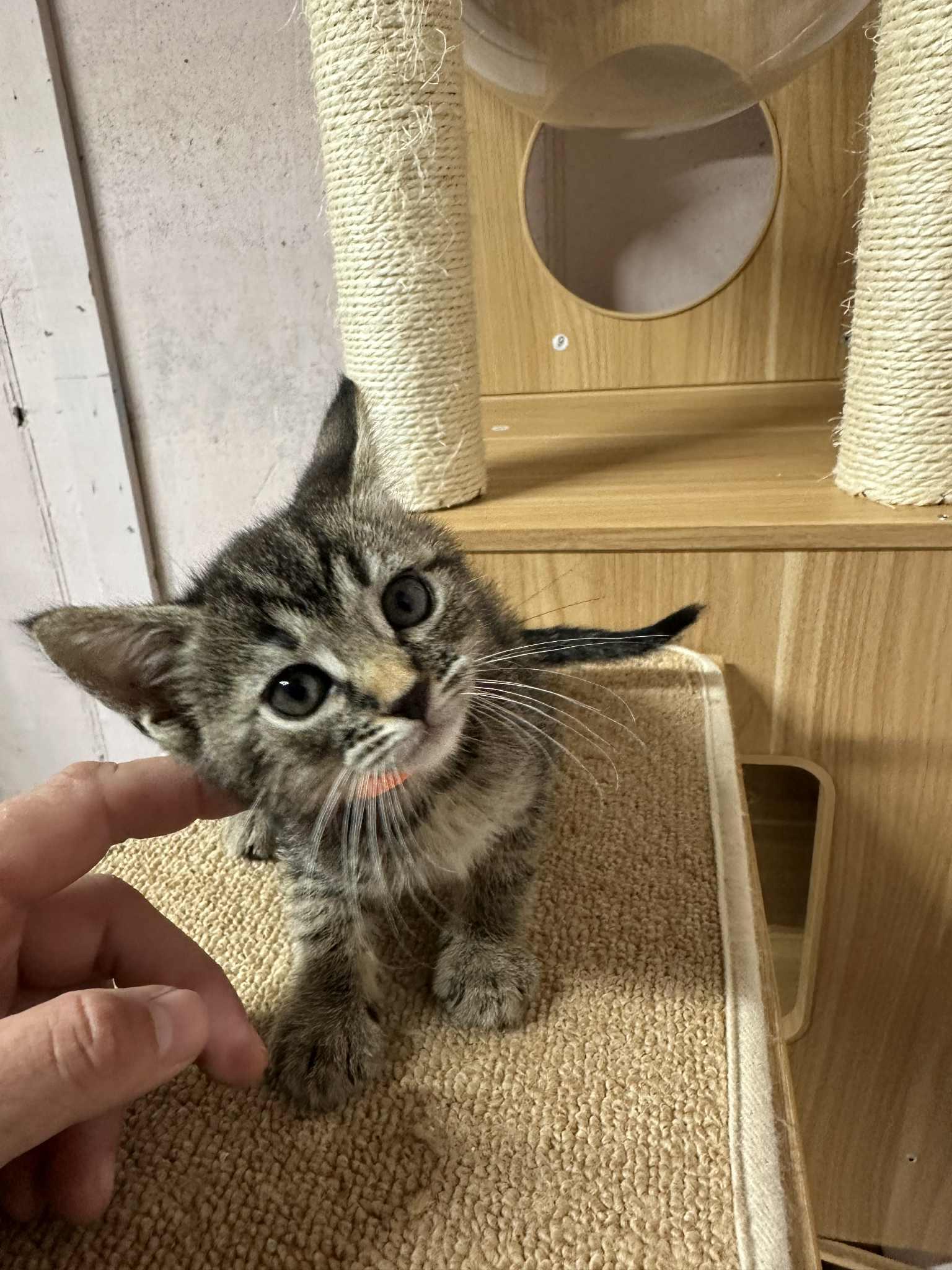 Orange, Adoptable, Kitten Female Domestic Short Hair & Tabby.