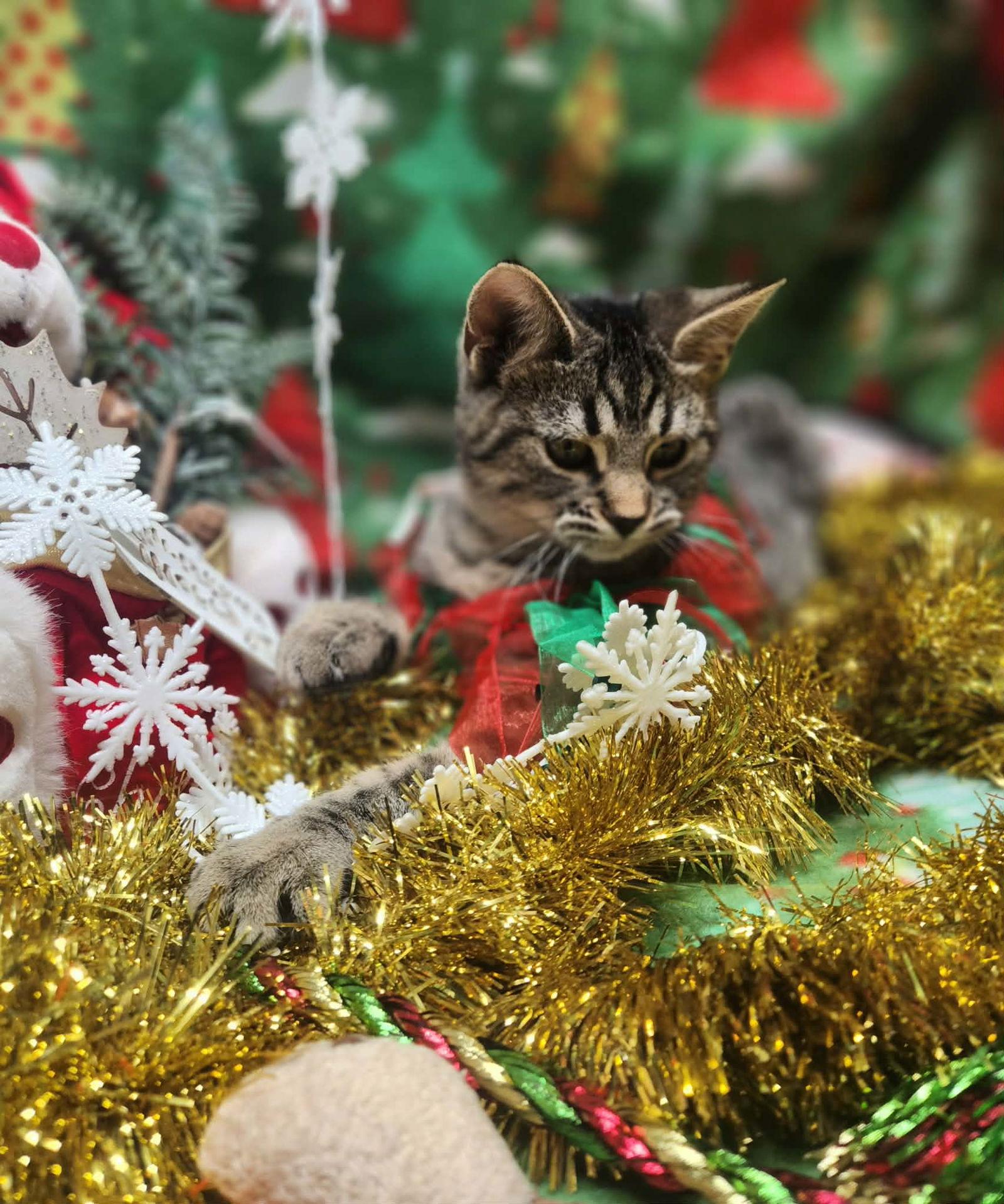 Enlarge Orange, a Adoptable mixed breed in Stover, MO image 2/2