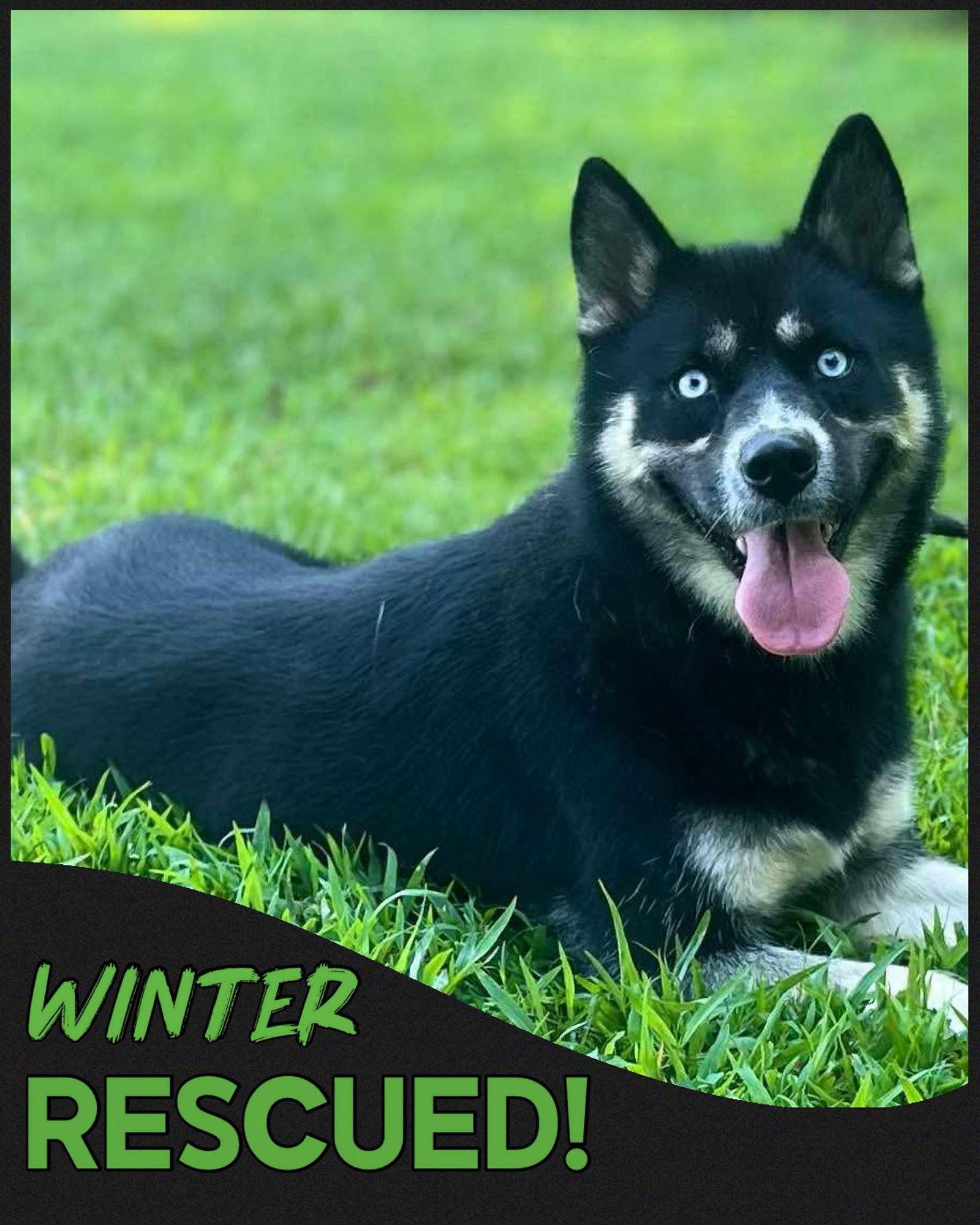Winter, Adoptable, Adult Female Siberian Husky & Border Collie.