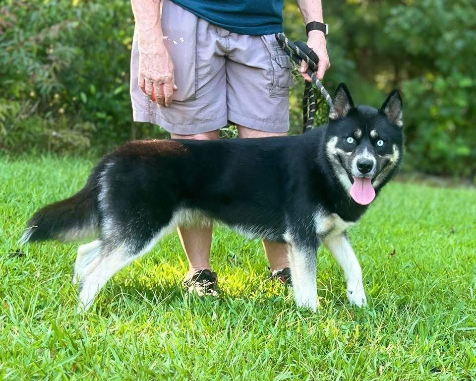 Enlarge Winter, a Adoptable mixed breed in Cumming, GA image 2/3