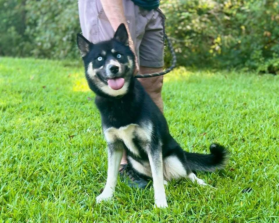 Enlarge Winter, a Adoptable mixed breed in Cumming, GA image 3/3