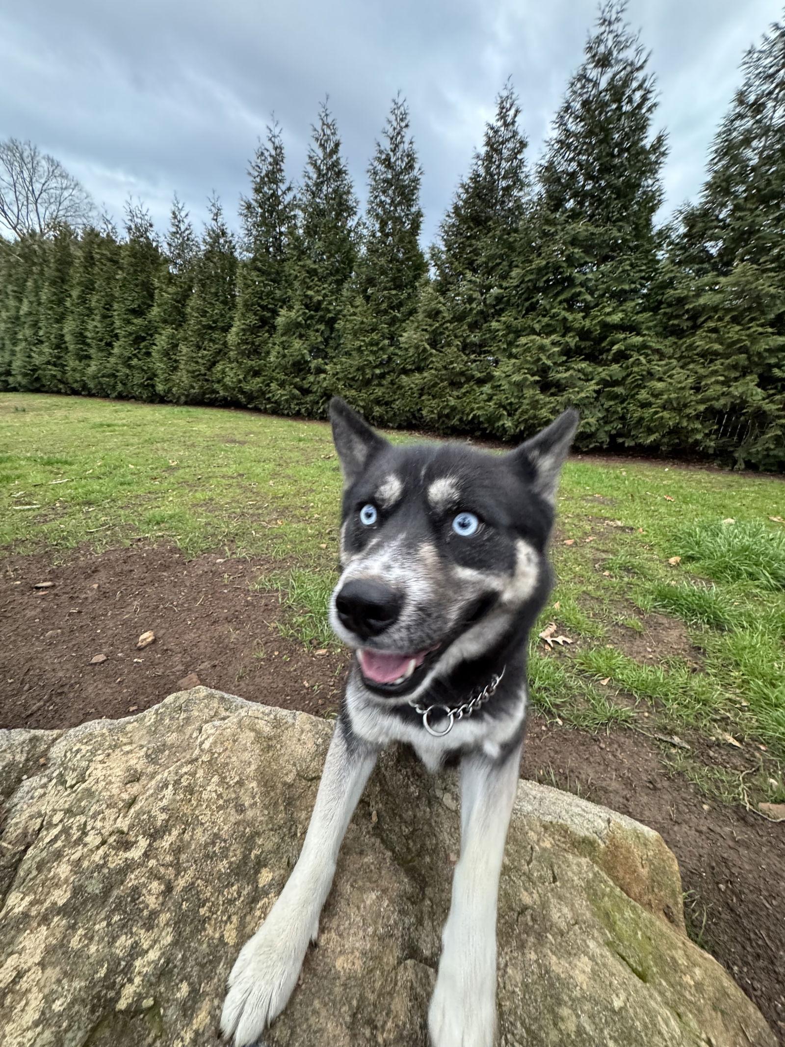 Enlarge Pippy, a Adoptable mixed breed in Cumming, GA image 2/3