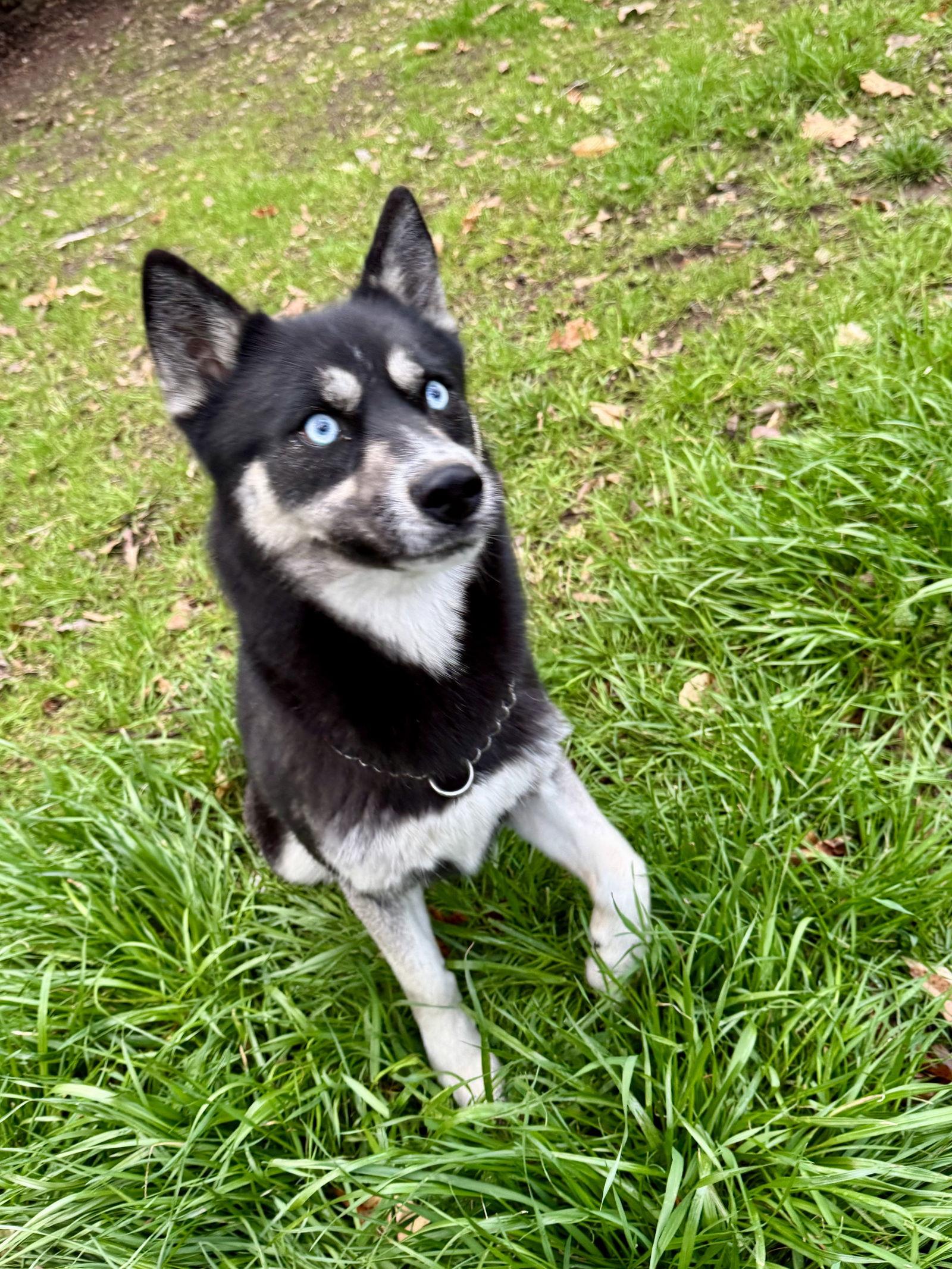 Enlarge Pippy, a Adoptable mixed breed in Cumming, GA image 3/3