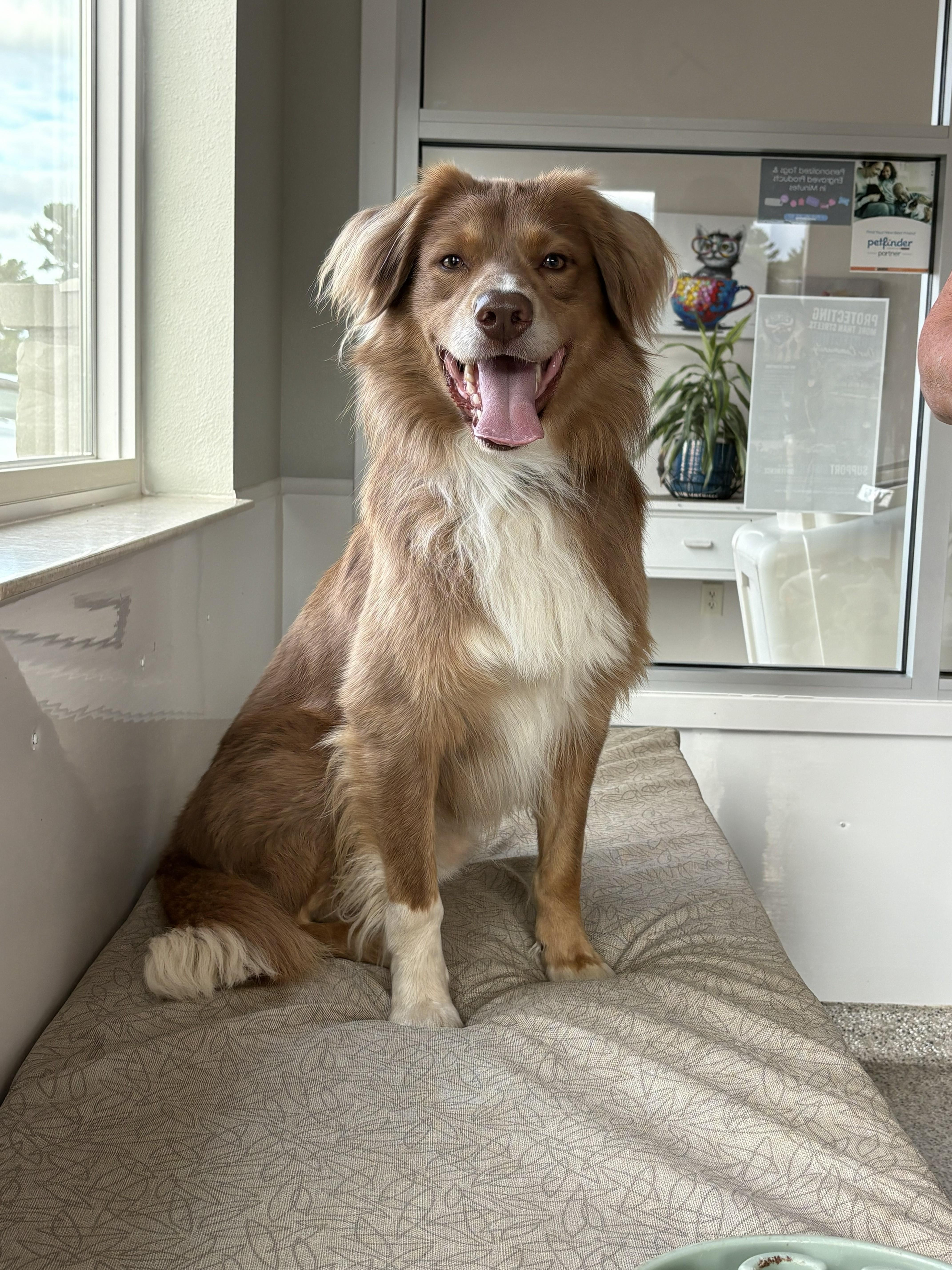 Copper, Adopted, Young Male Australian Shepherd & Nova Scotia Duck Tolling Retriever.
