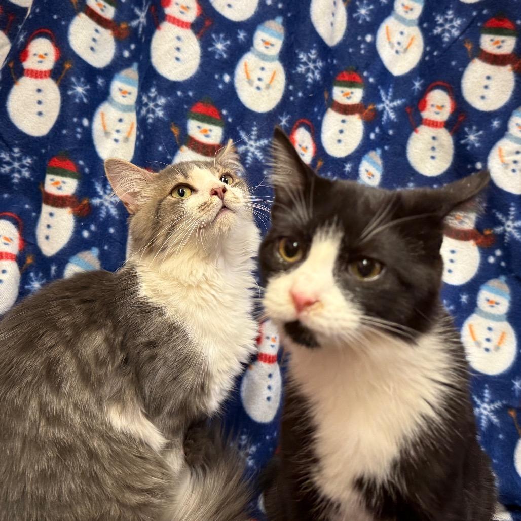 Enlarge Silas, a Adoptable Domestic Long Hair in Frederick, MD image 1/2