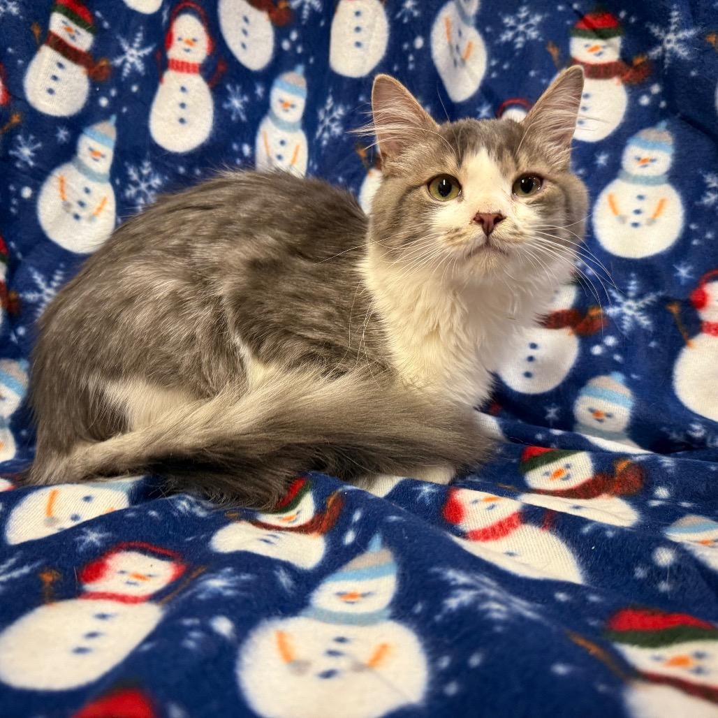 Enlarge Silas, a Adoptable Domestic Long Hair in Frederick, MD image 2/2