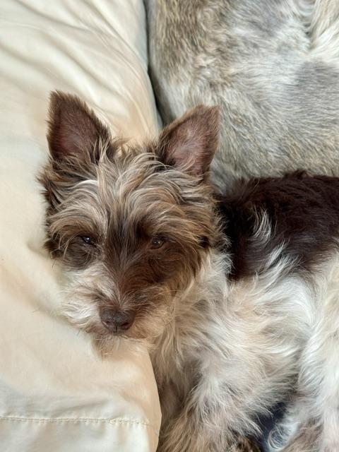 Enlarge Willow, a Adoptable mixed breed in Fanwood, NJ image 2/5