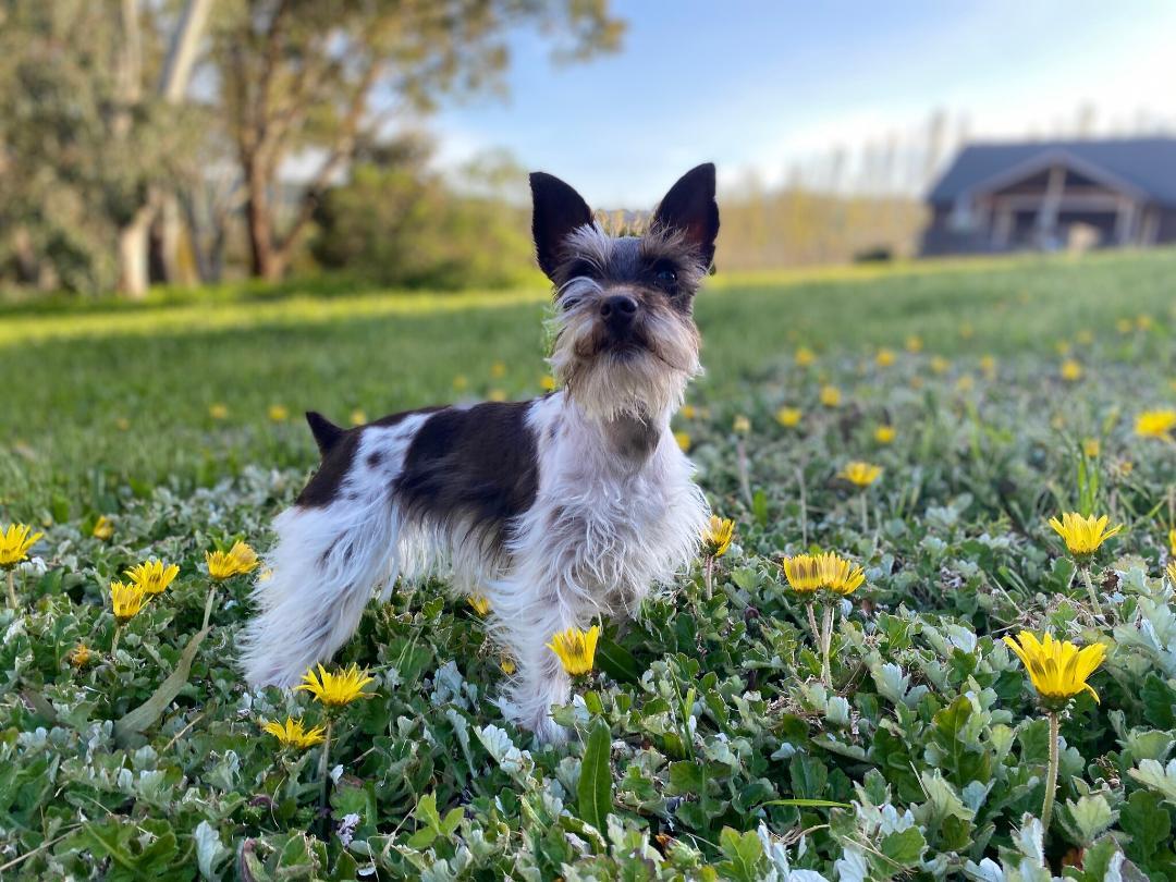 Willow, Adoptable, Adult Female Miniature Schnauzer.