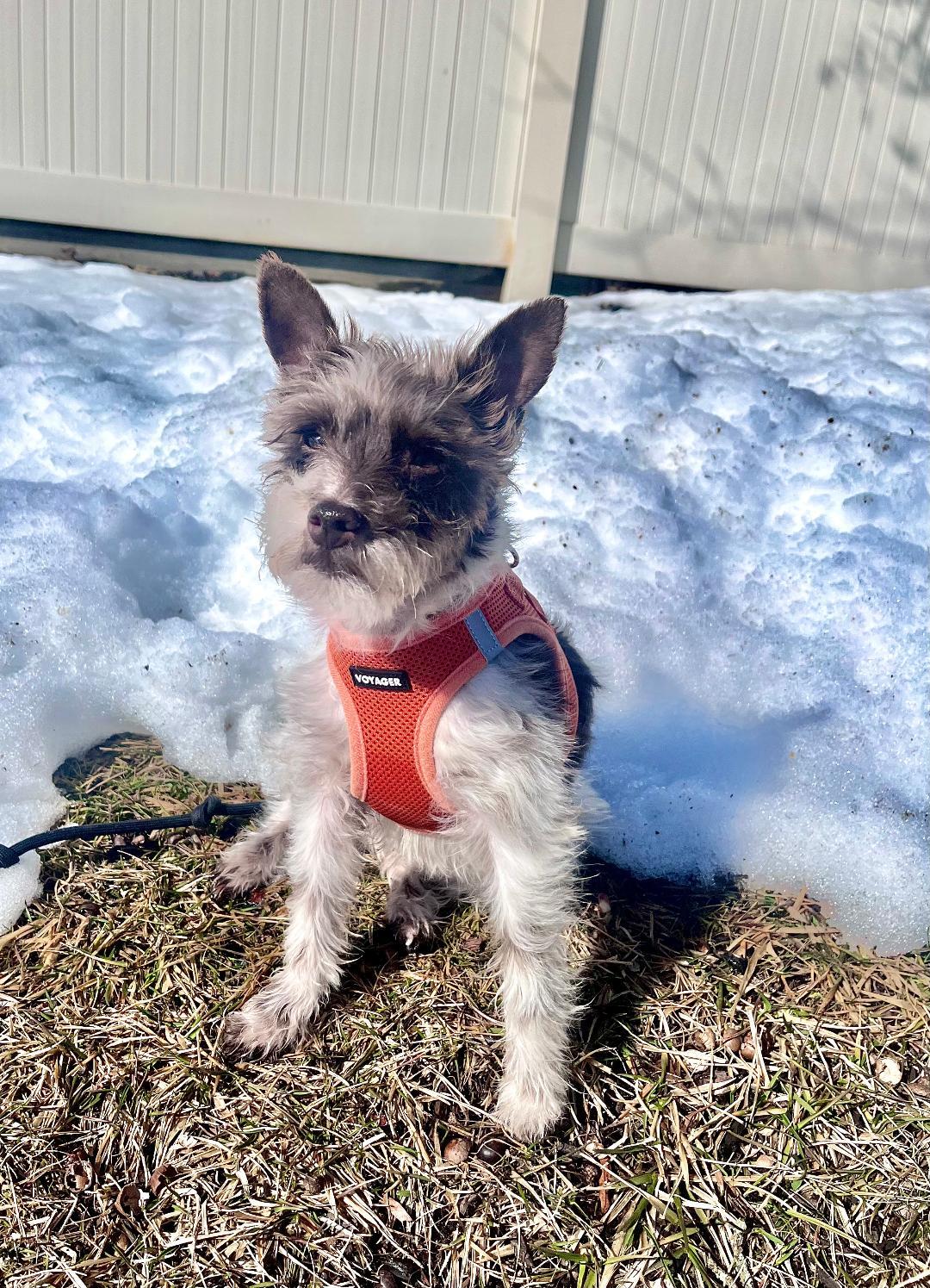 Enlarge Willow, a Adoptable mixed breed in Fanwood, NJ image 3/5