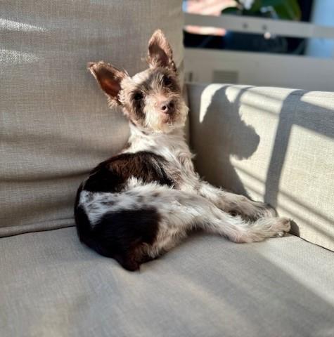 Enlarge Willow, a Adoptable mixed breed in Fanwood, NJ image 5/5