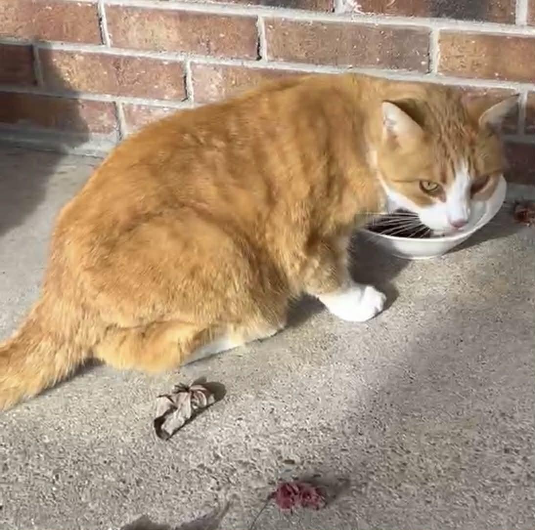 Enlarge Linus (courtesy listing), a ADOPTABLE Domestic Short Hair in Beulaville, NC image 3/3