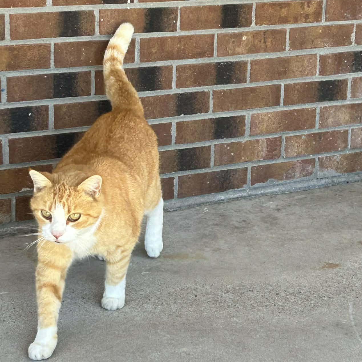 Enlarge Linus (courtesy listing), a ADOPTABLE Domestic Short Hair in Beulaville, NC image 2/3