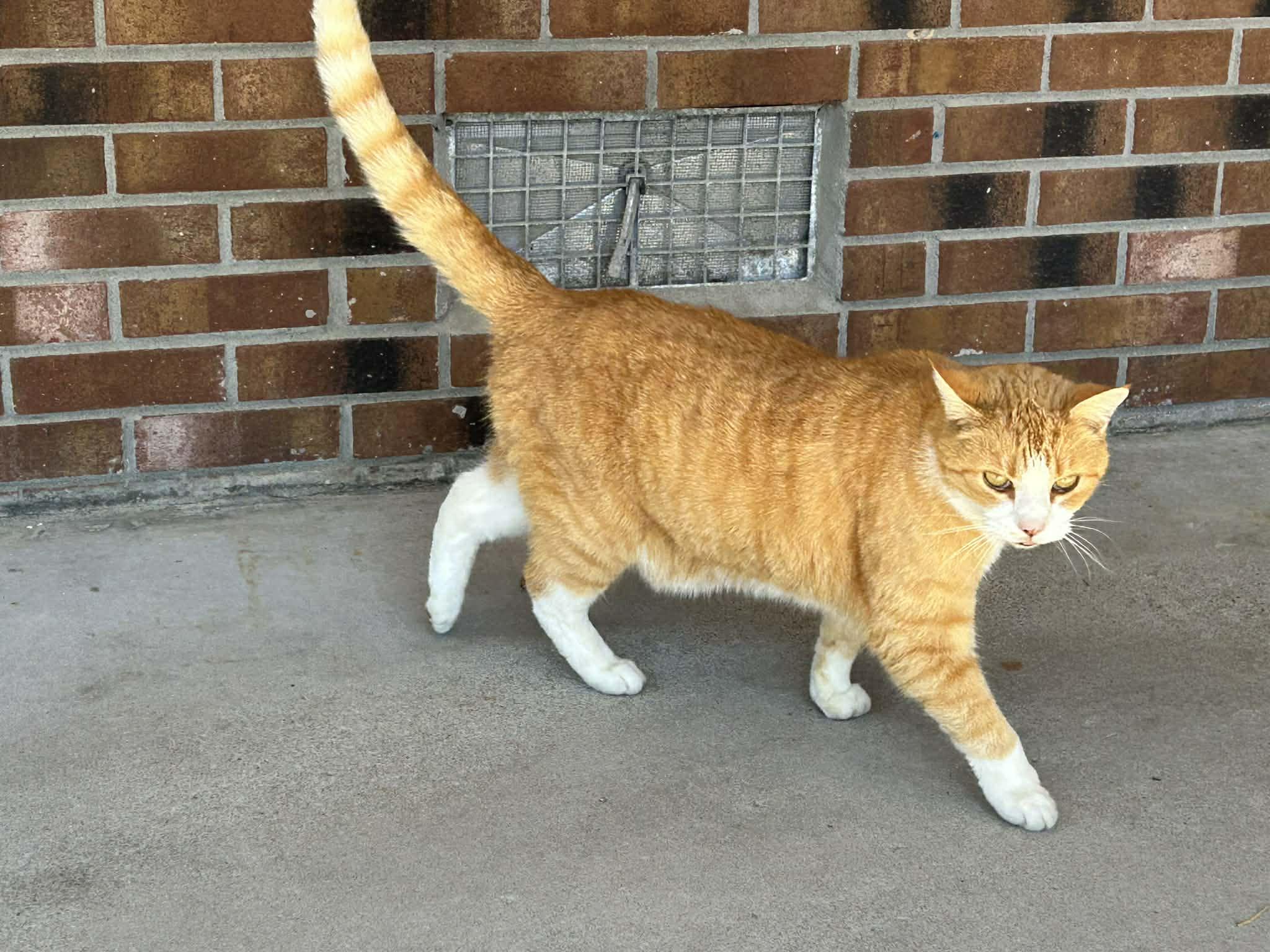 Linus (courtesy listing), ADOPTABLE, Adult Male Domestic Short Hair.