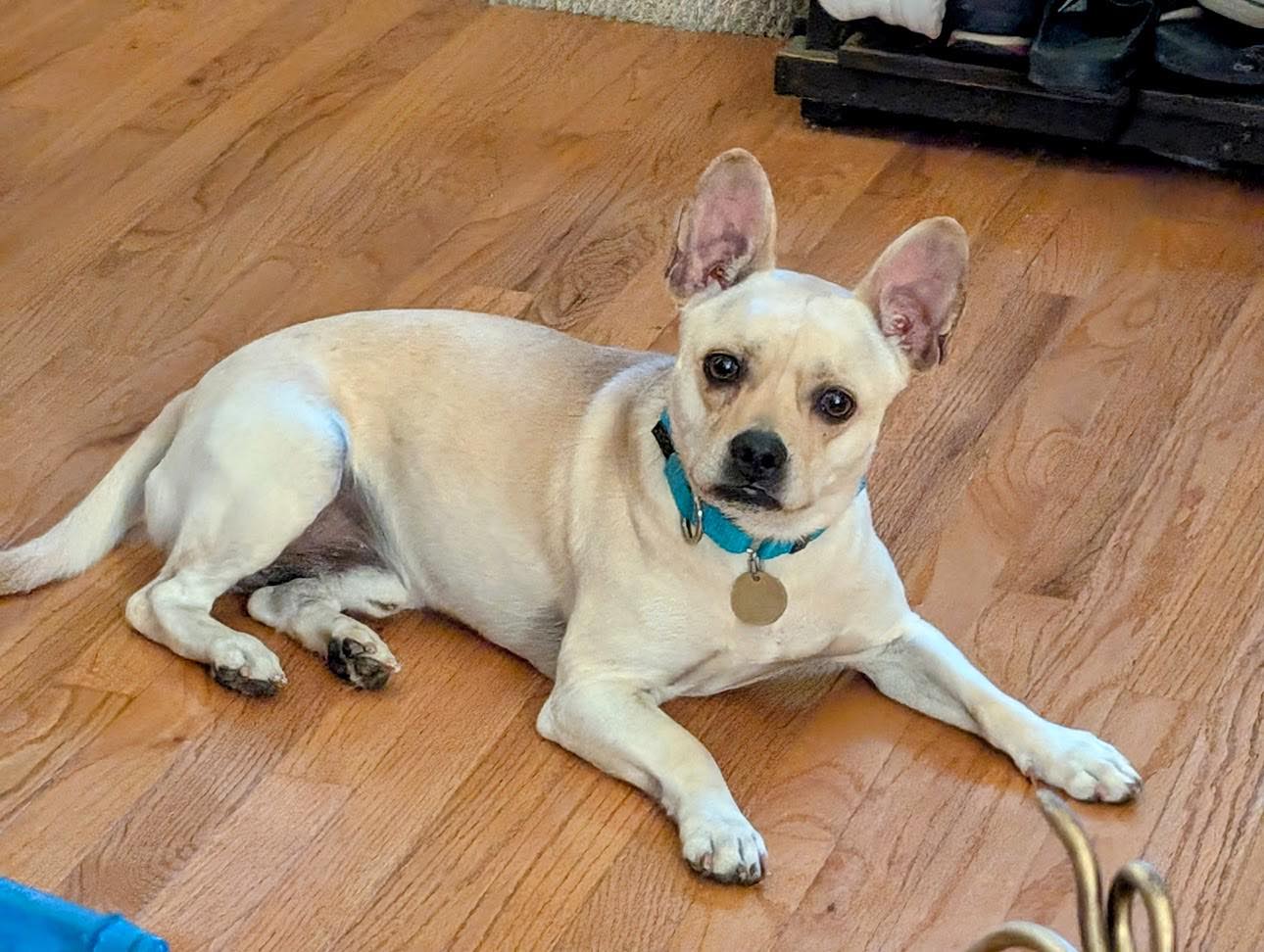 Otis, Adoptable, Adult Male French Bulldog & Miniature Pinscher.