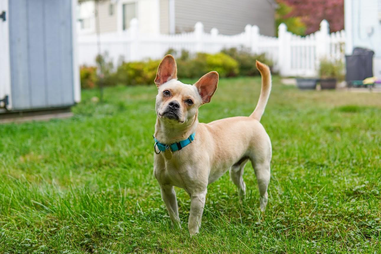 Enlarge Otis, a Adoptable mixed breed in Kutztown, PA image 2/4