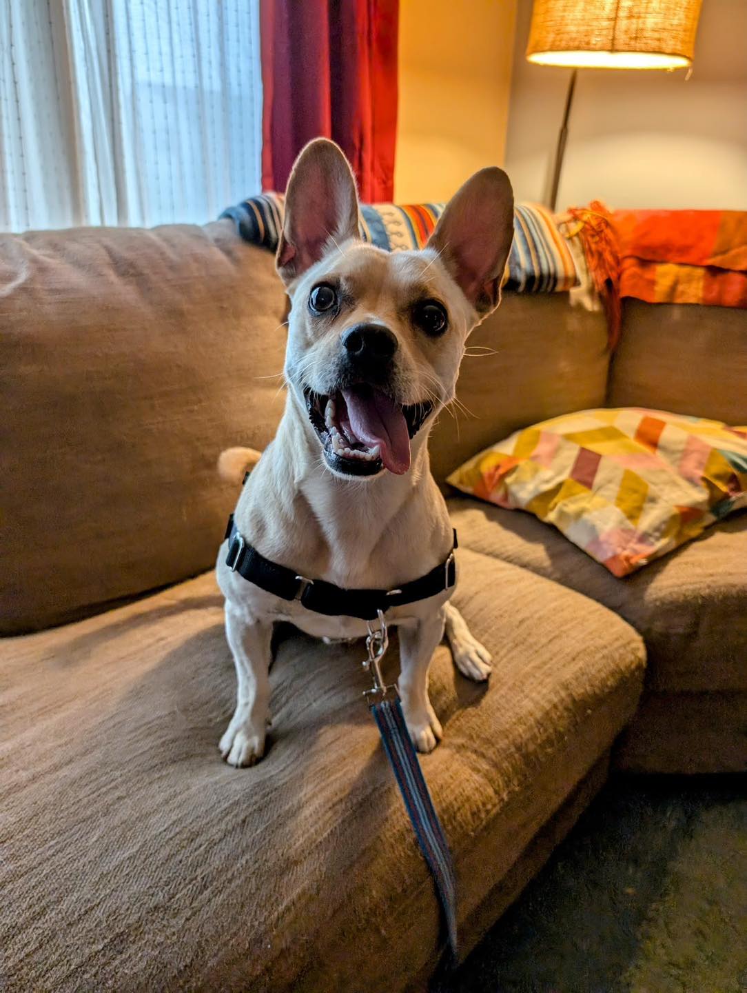 Enlarge Otis, a Adoptable mixed breed in Kutztown, PA image 3/4