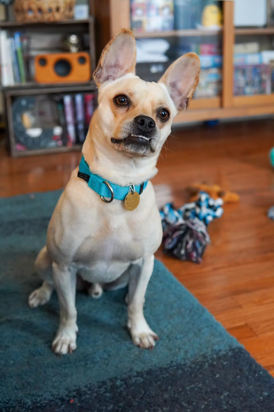 Enlarge Otis, a Adoptable mixed breed in Kutztown, PA image 4/4