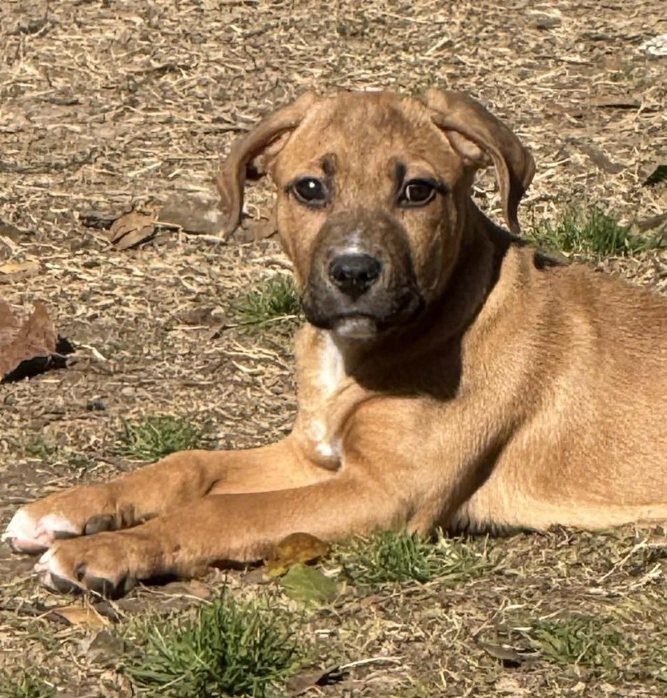 Chestnut, Adopted, Puppy Male Black Mouth Cur.