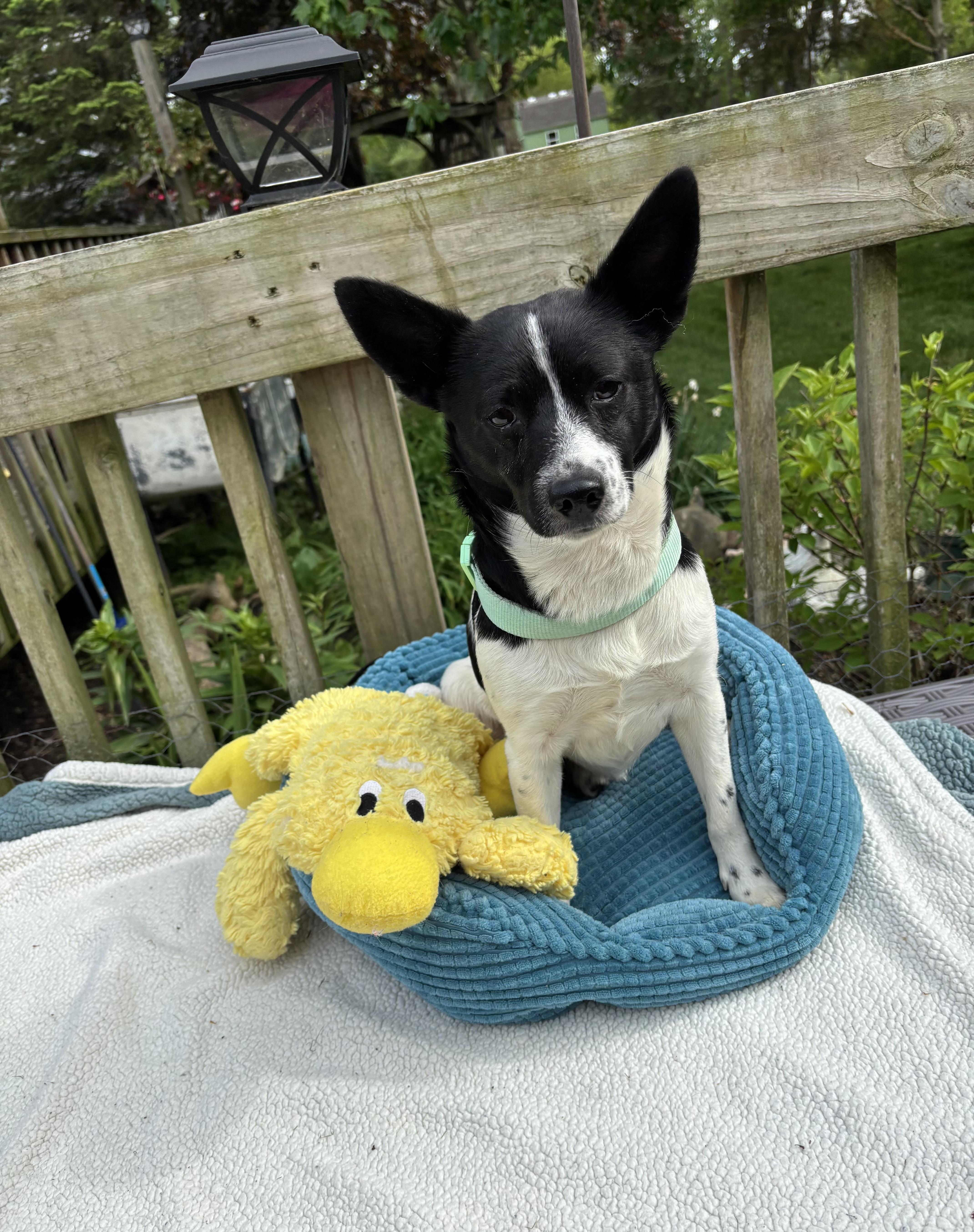 Bruno, an adopted Rat Terrier in White Lake, MI image 3/4