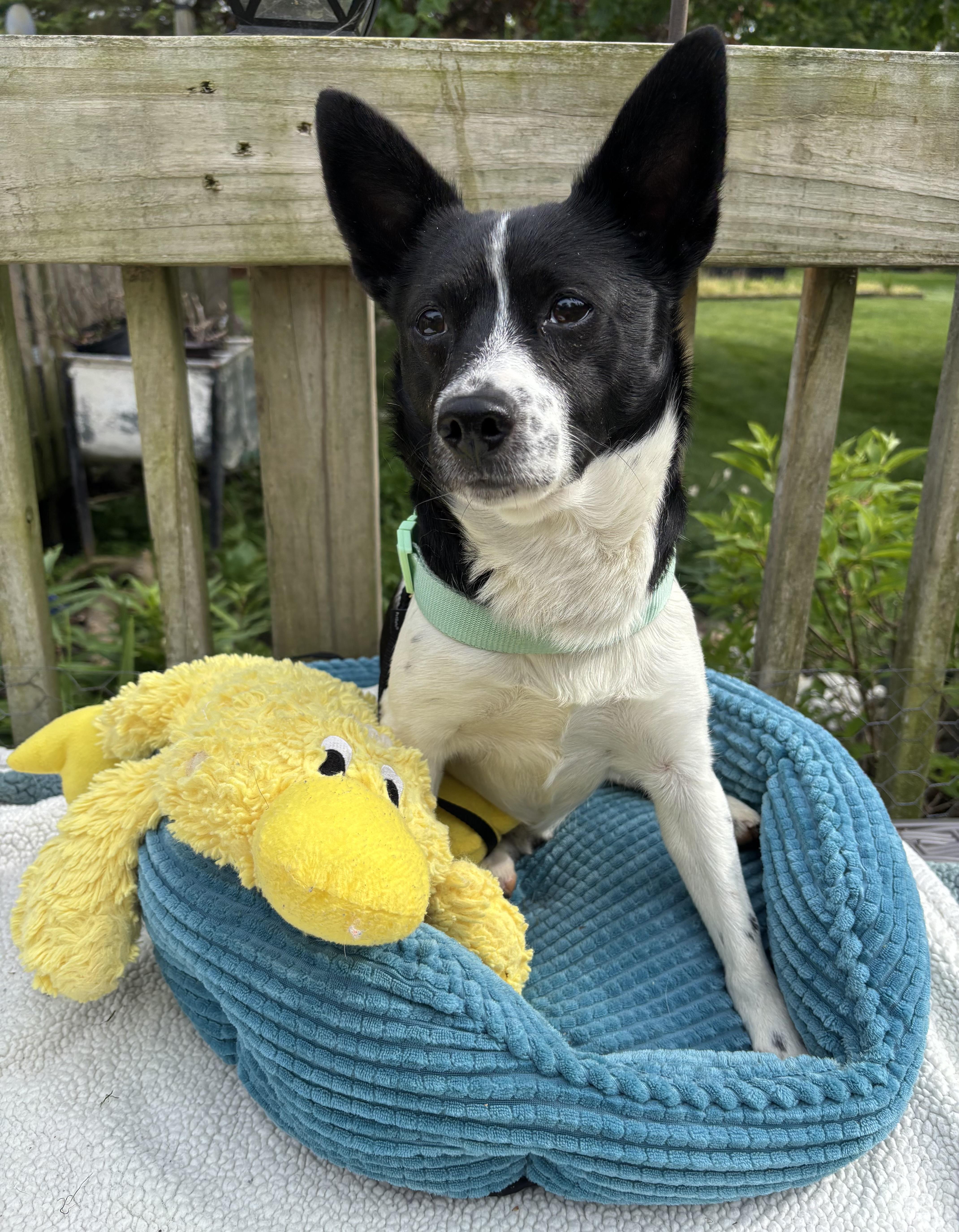 Bruno, an adopted Rat Terrier in White Lake, MI image 1/4