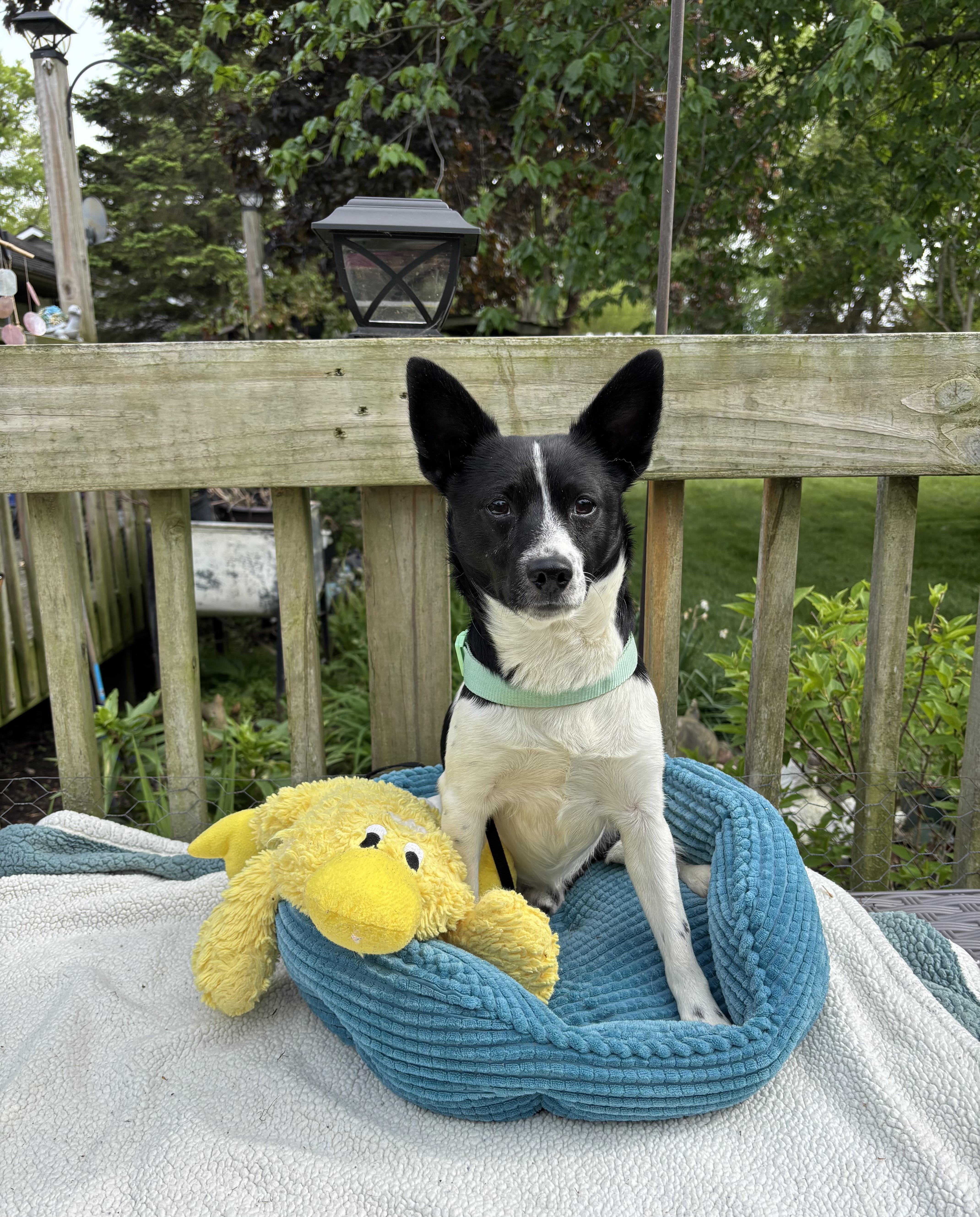 Bruno, an adopted Rat Terrier in White Lake, MI image 4/4