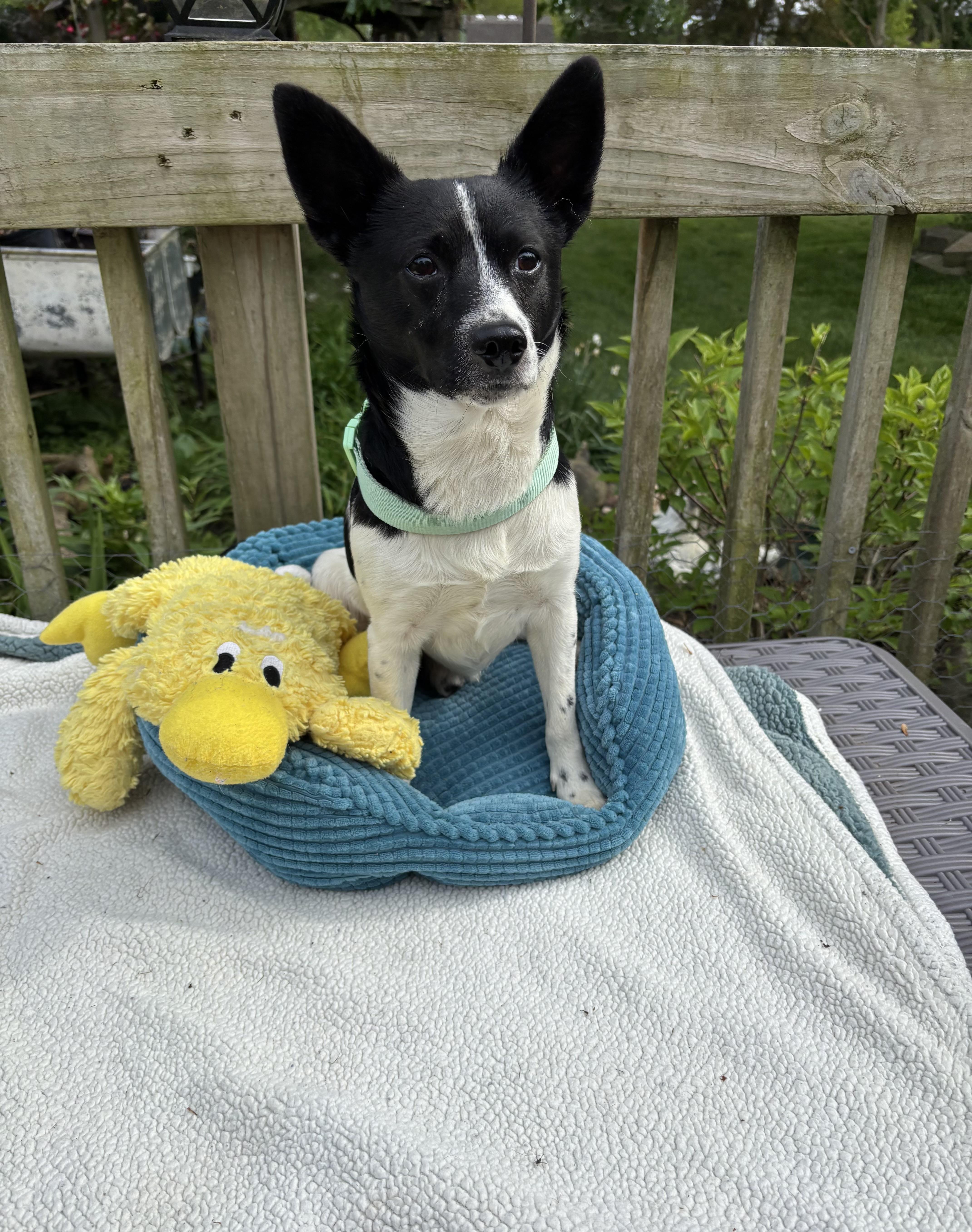 Bruno, an adopted Rat Terrier in White Lake, MI image 2/4