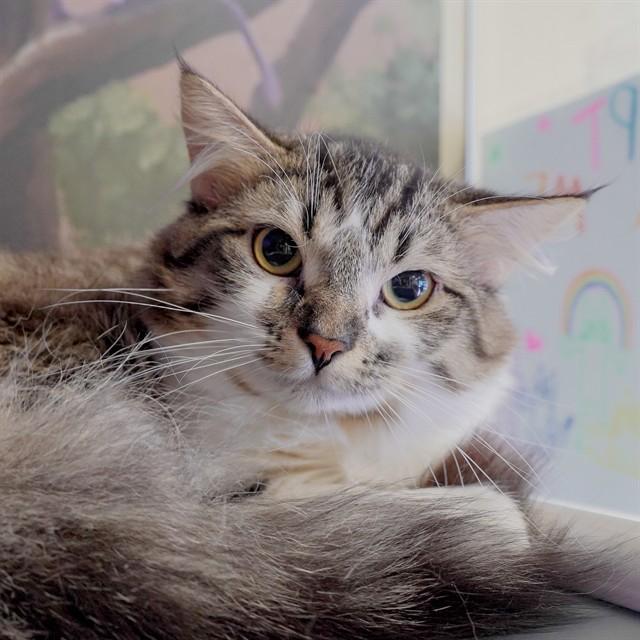 NOEL, Adoptable, Young Male Domestic Long Hair.