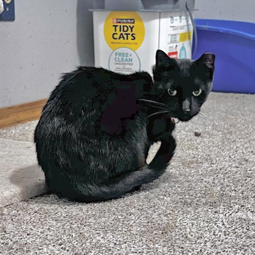 Enlarge Dahlia, a Adoptable Domestic Short Hair in Wichita, KS image 1/6