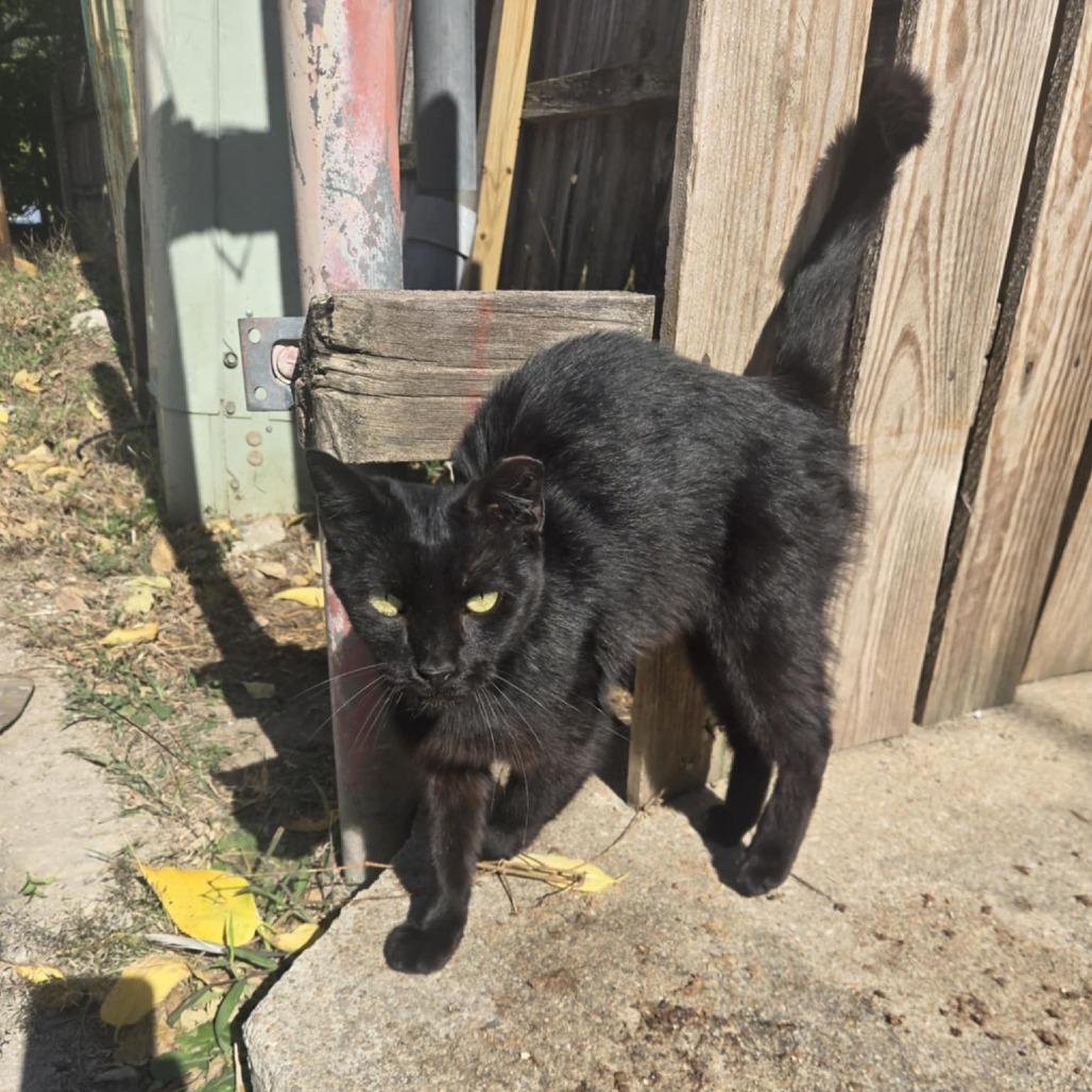 Enlarge Dahlia, a Adoptable Domestic Short Hair in Wichita, KS image 3/6