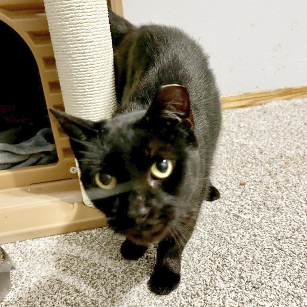 Enlarge Dahlia, a Adoptable Domestic Short Hair in Wichita, KS image 4/6