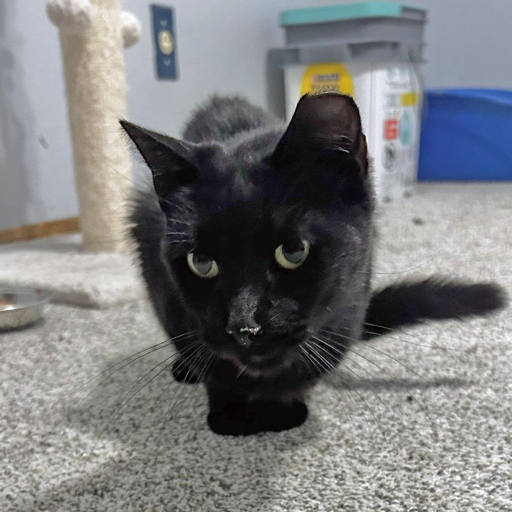 Enlarge Dahlia, a Adoptable Domestic Short Hair in Wichita, KS image 5/6