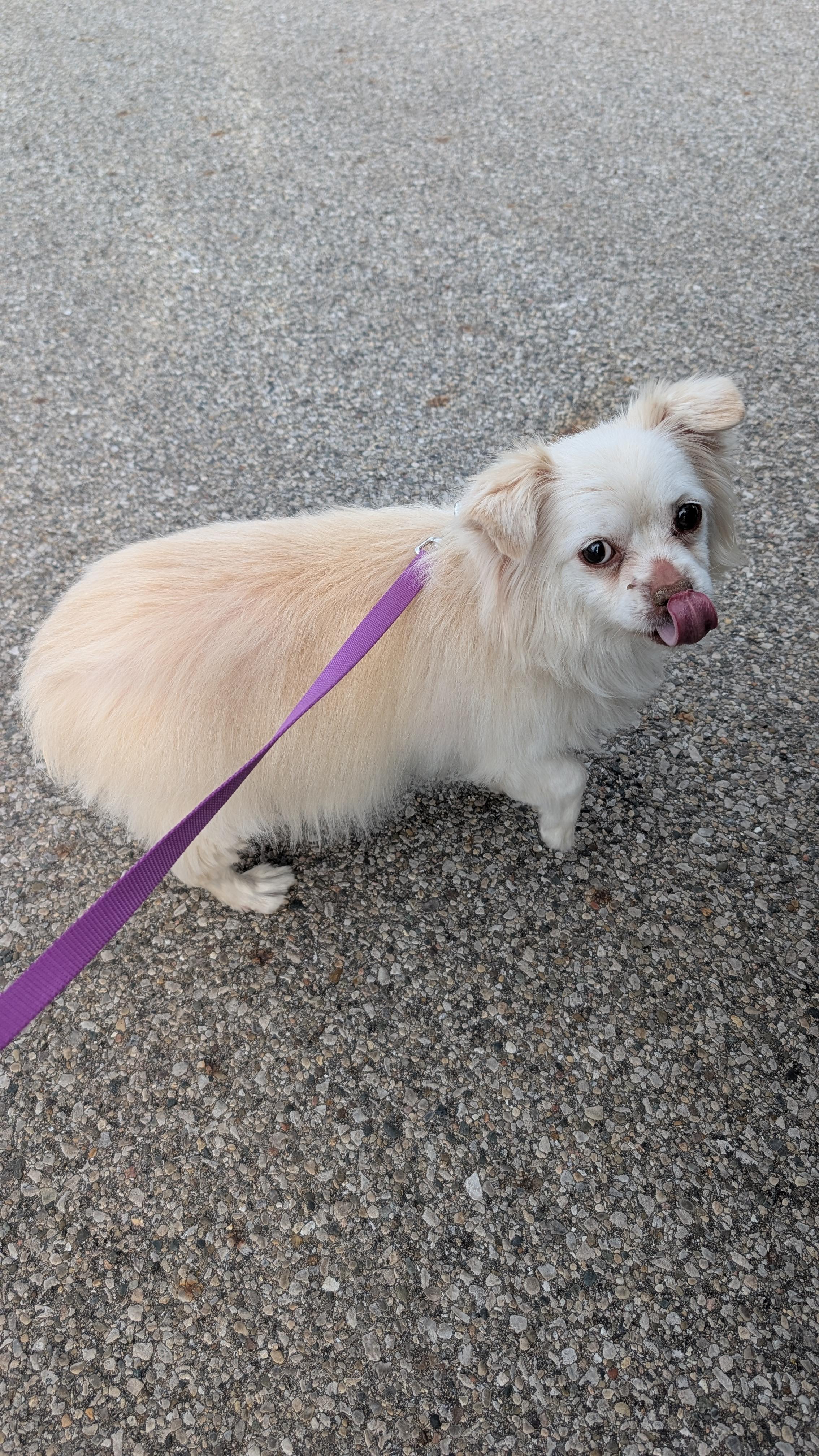 Enlarge Lucy, an adopted mixed breed in Sturgis, MI image 1/5