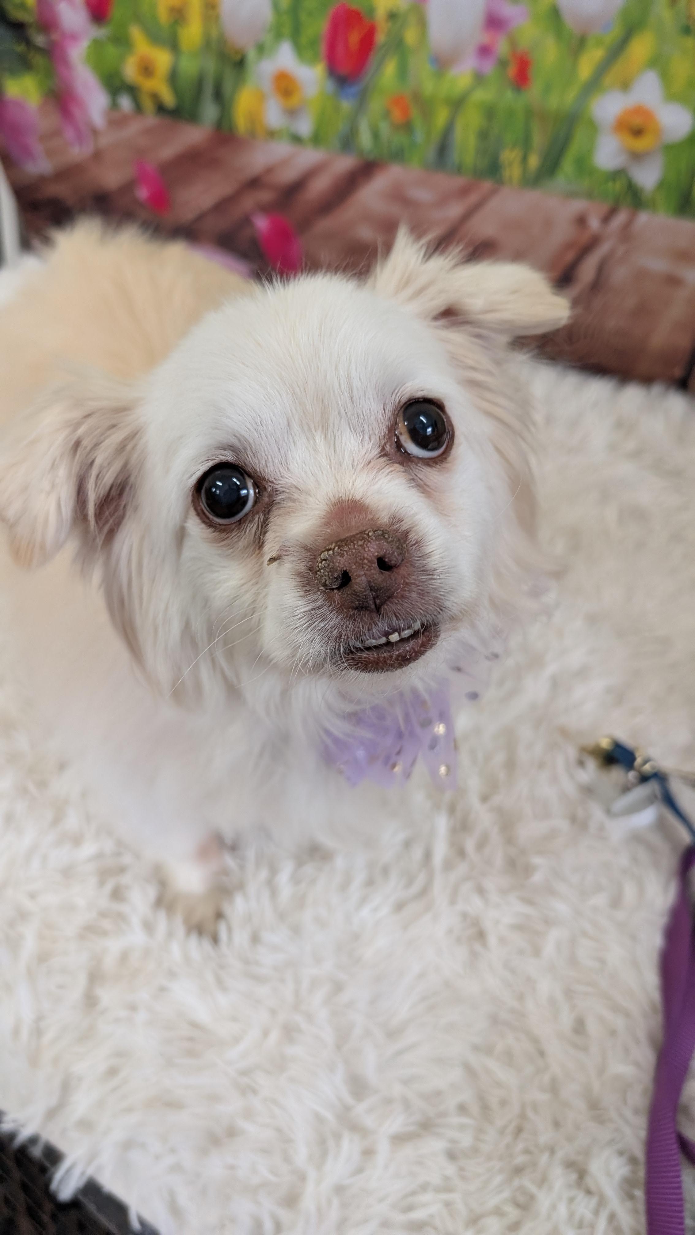 Enlarge Lucy, an adopted mixed breed in Sturgis, MI image 3/5