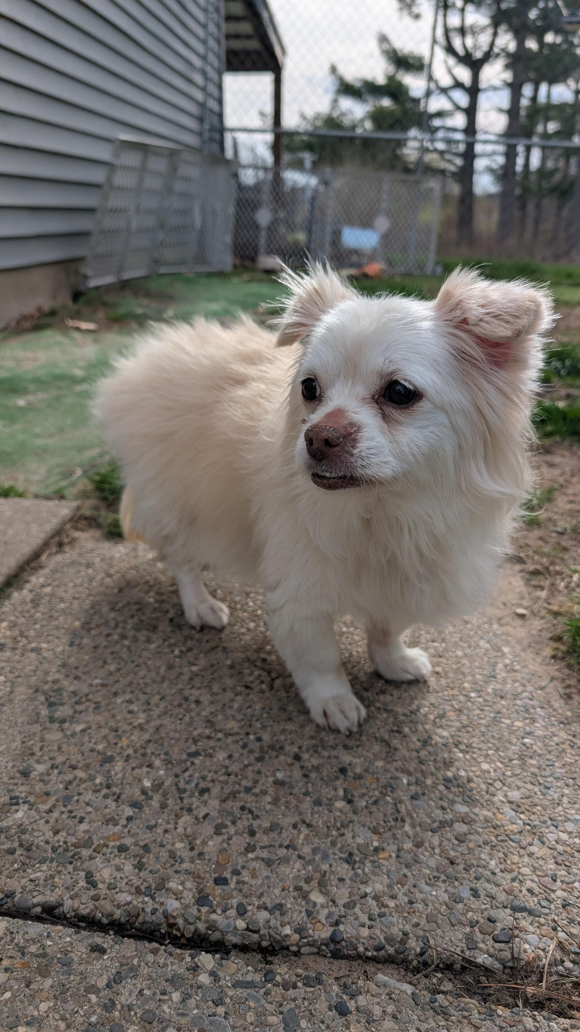 Enlarge Lucy, an adopted mixed breed in Sturgis, MI image 2/5