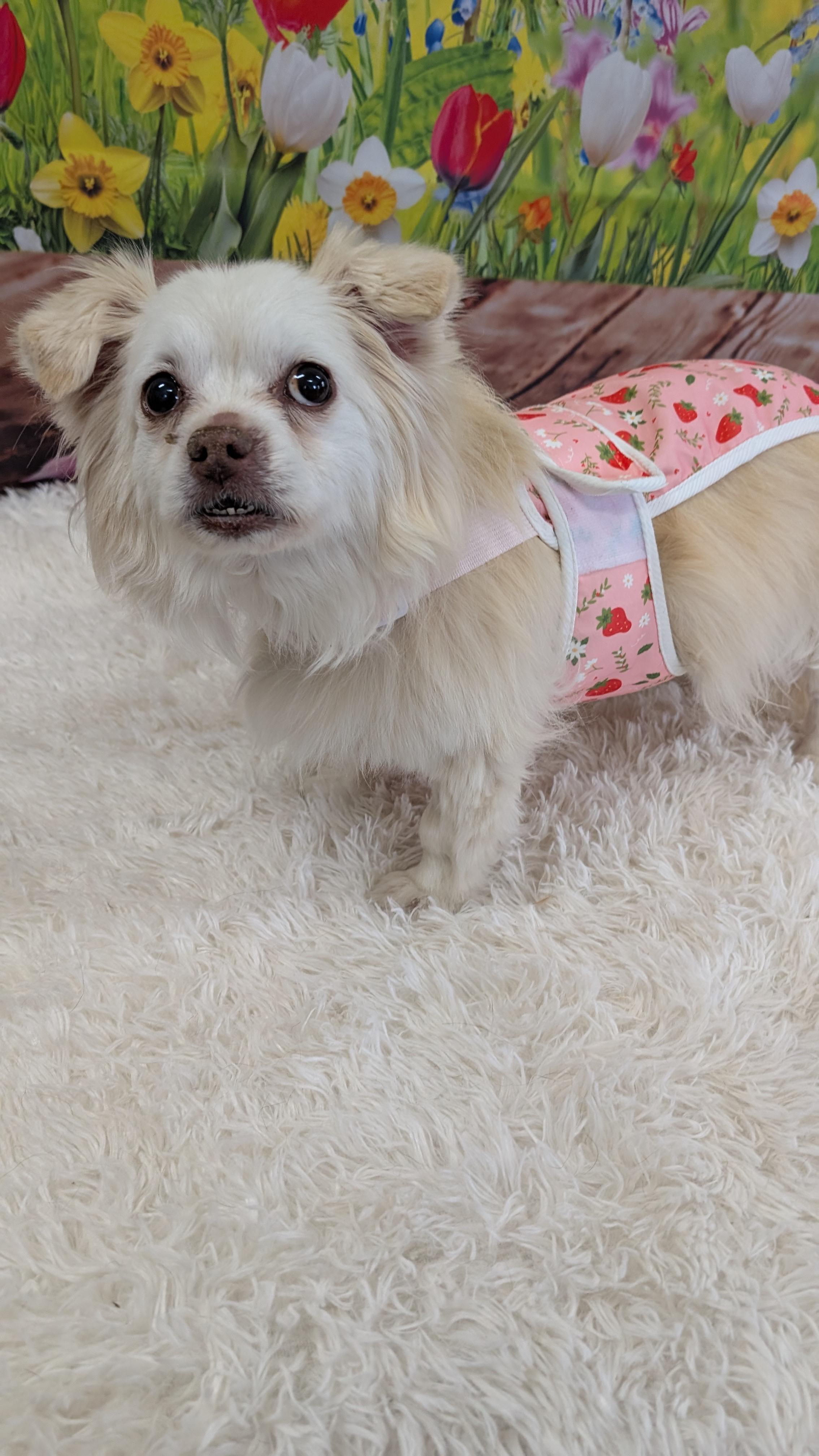 Enlarge Lucy, an adopted mixed breed in Sturgis, MI image 4/5