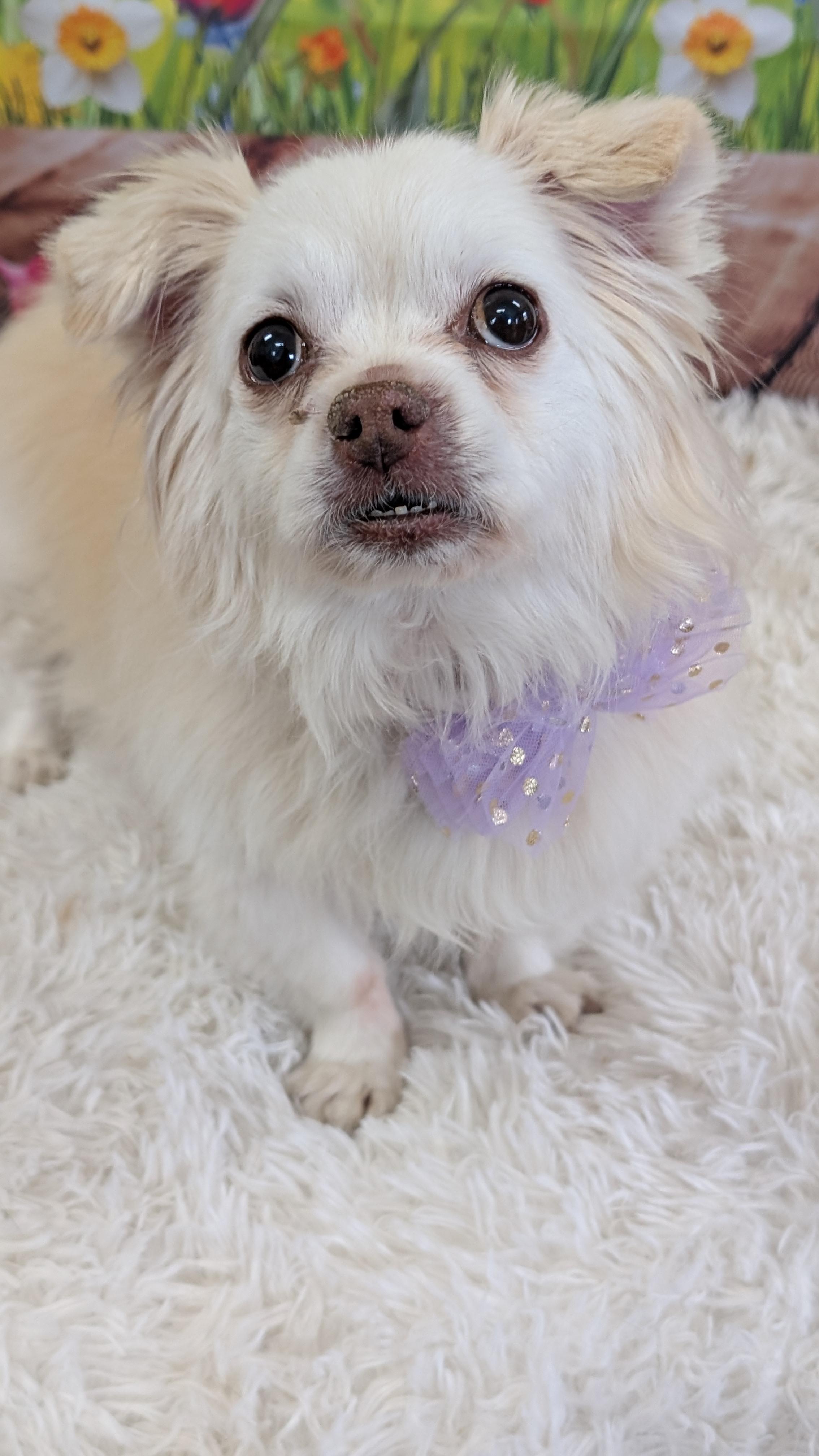 Enlarge Lucy, an adopted mixed breed in Sturgis, MI image 5/5