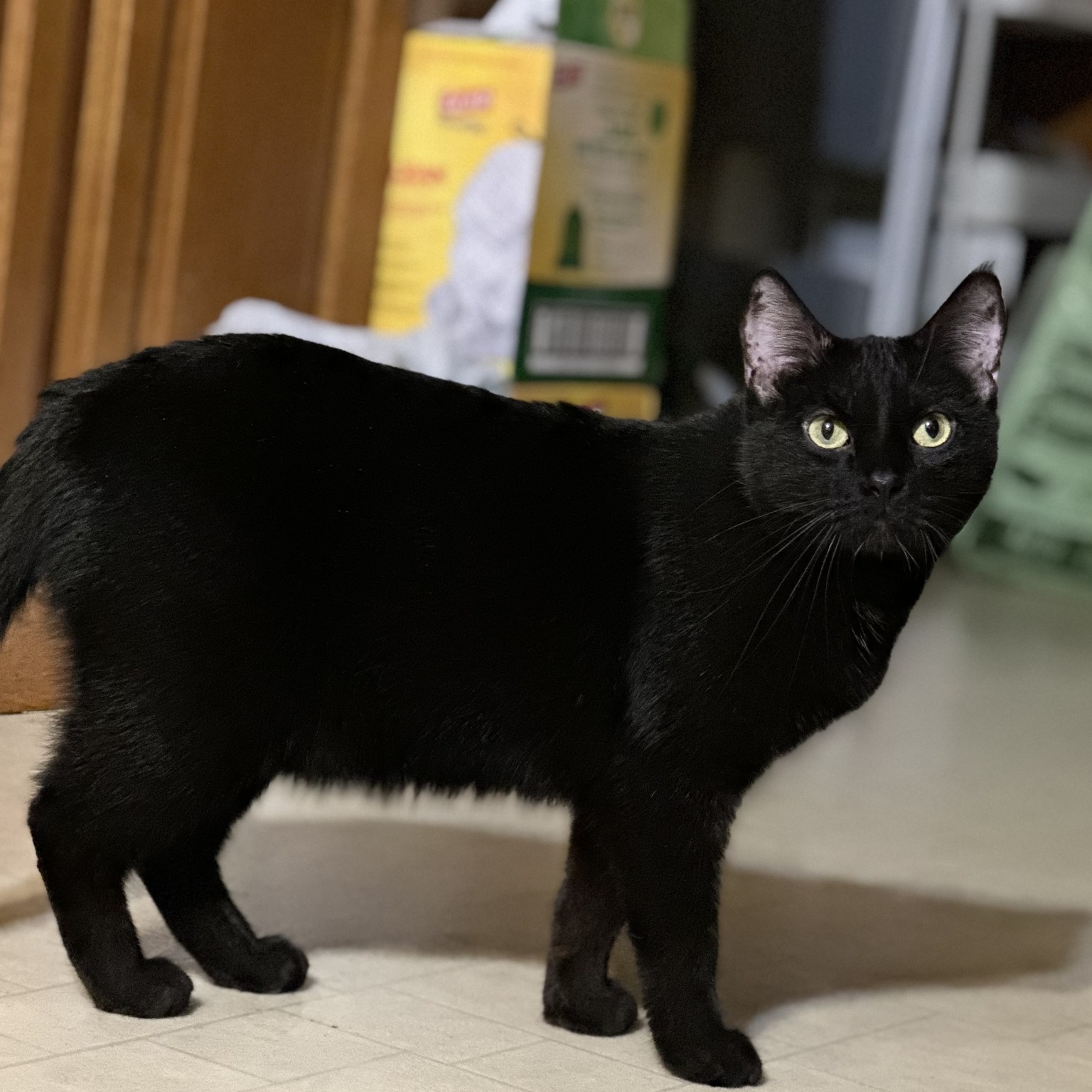 Enlarge Sage, a Adoptable Domestic Short Hair in Mission, KS image 1/1
