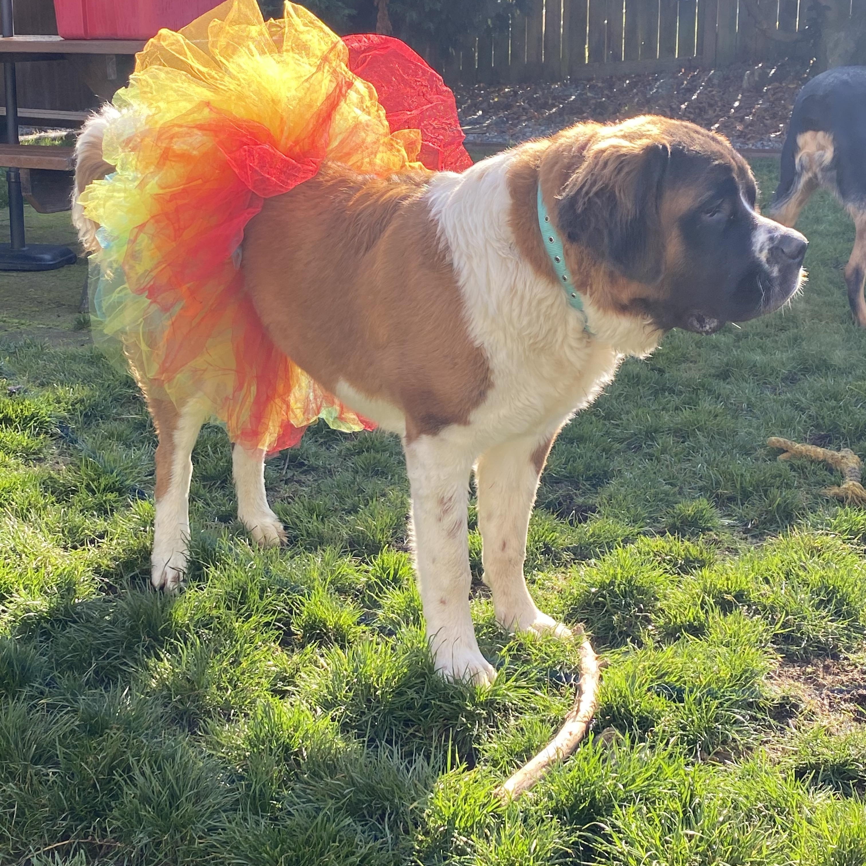 Enlarge Mavis , a Adoptable Saint Bernard in Portland, OR image 2/6